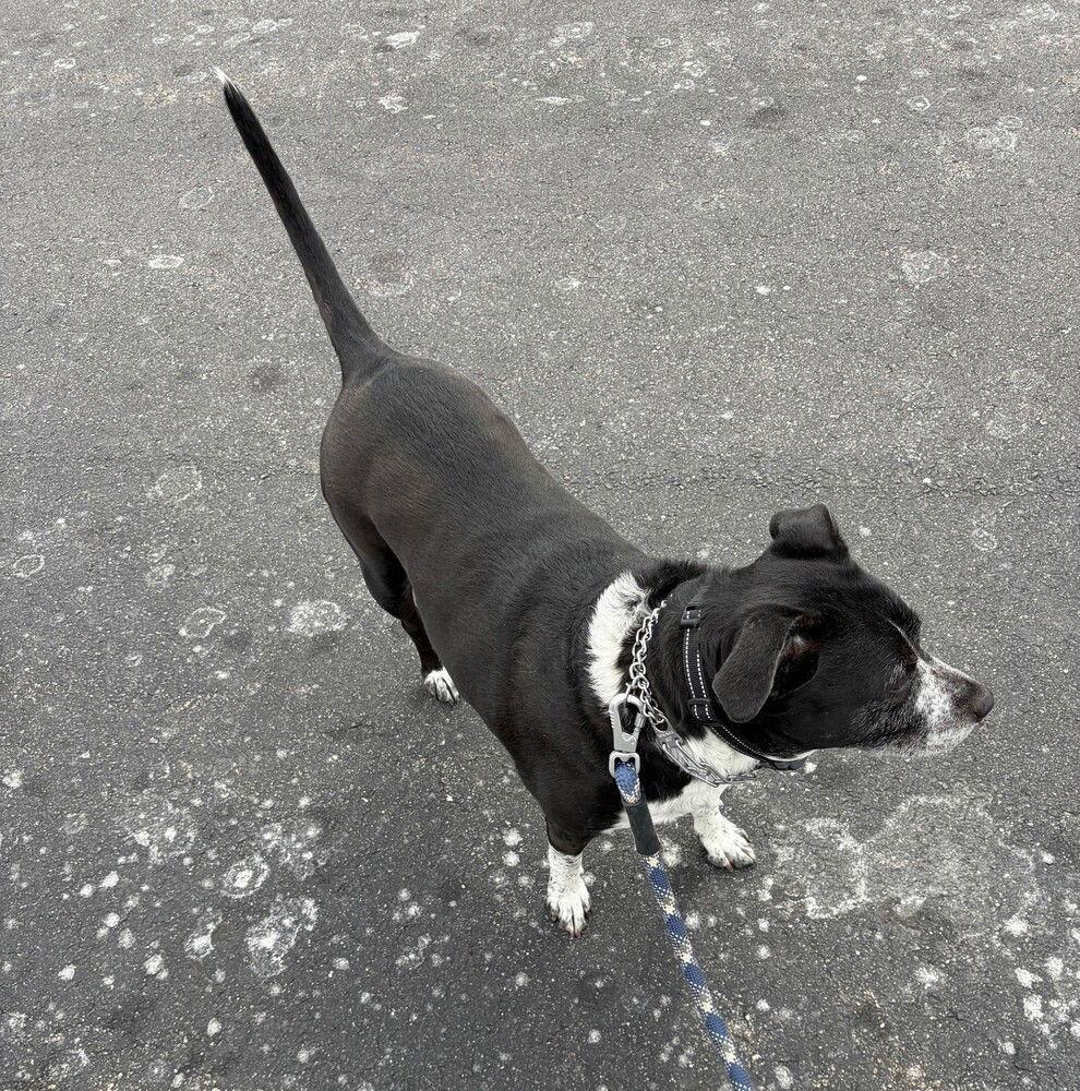 Enlarge zz Cora, a Adoptable Pit Bull Terrier in Candler, NC image 3/3