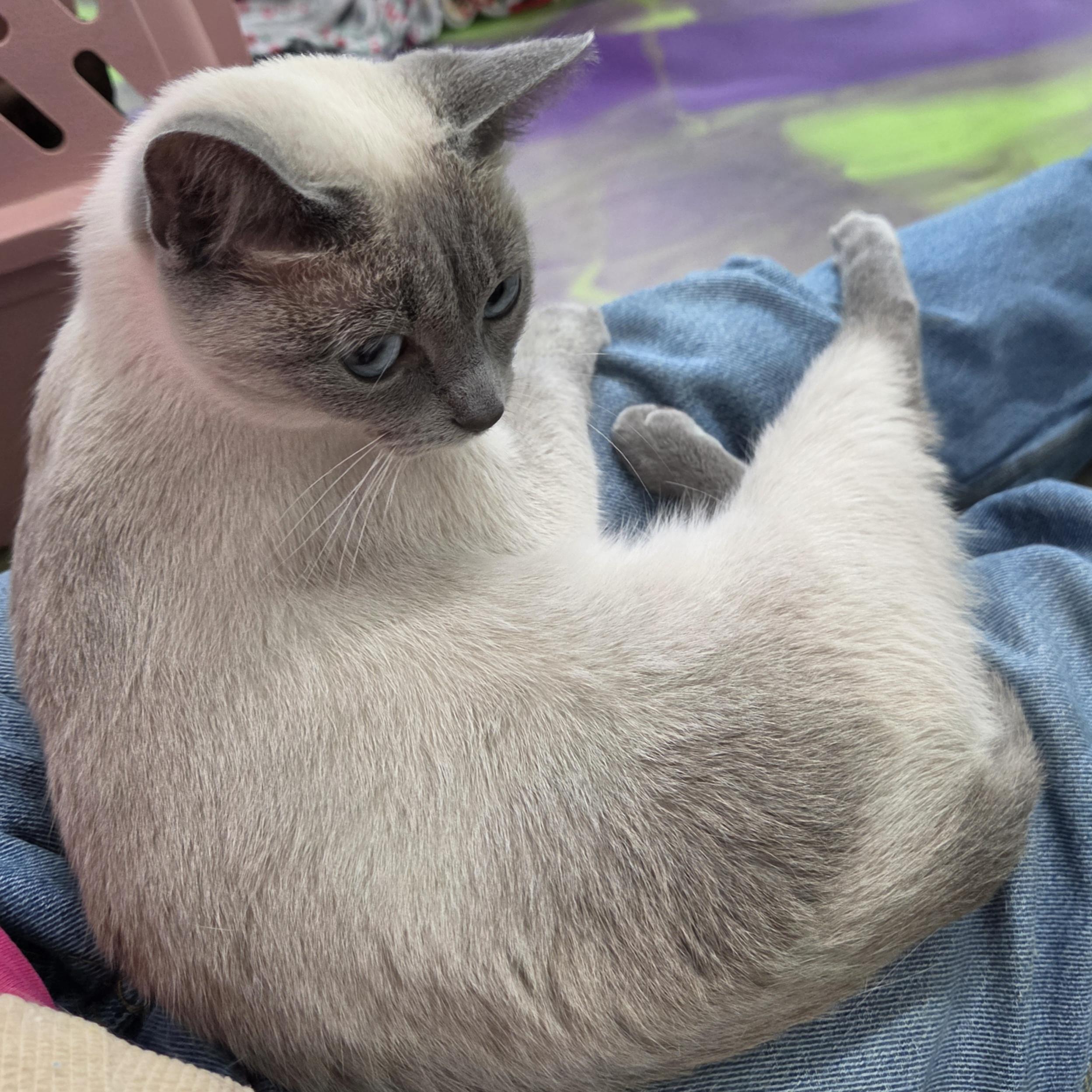 Enlarge Hestia, a Adopted Siamese in Anna, IL image 3/5