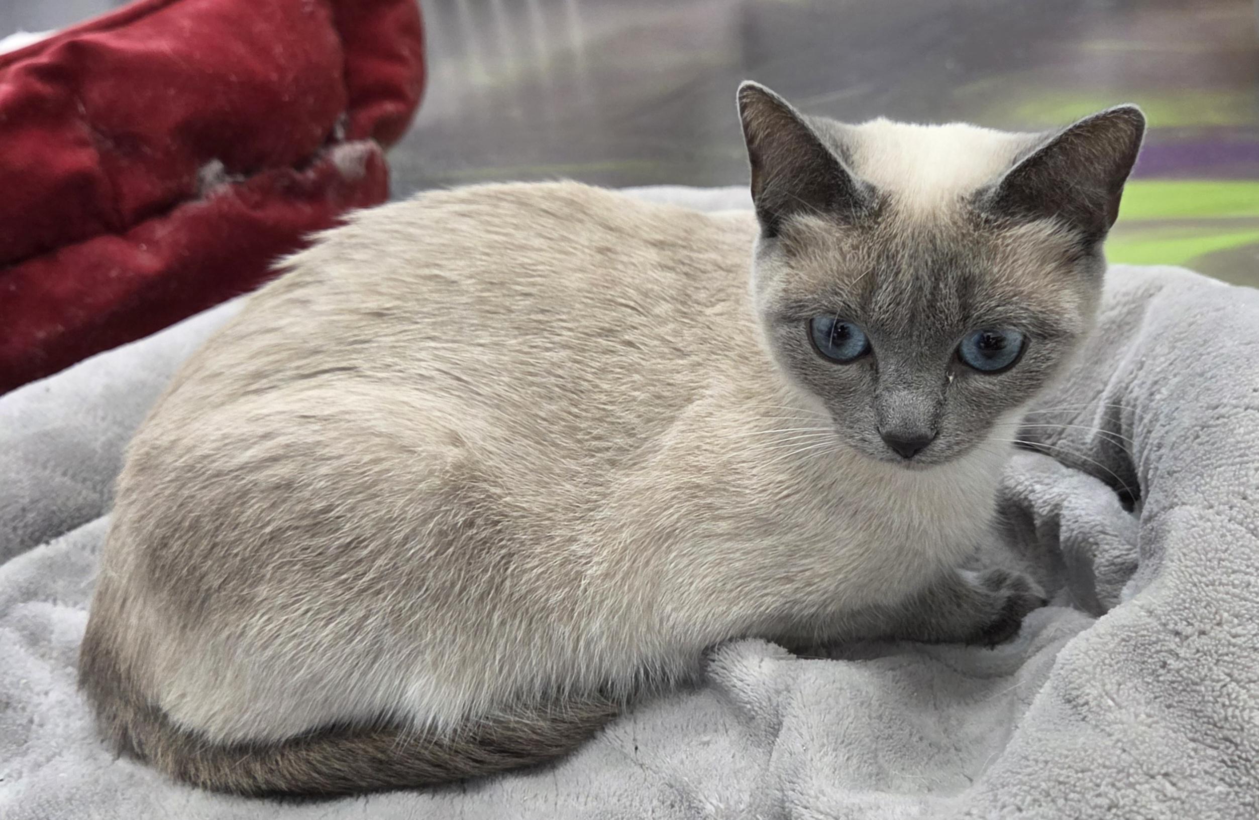 Enlarge Hestia, a Adopted Siamese in Anna, IL image 2/5