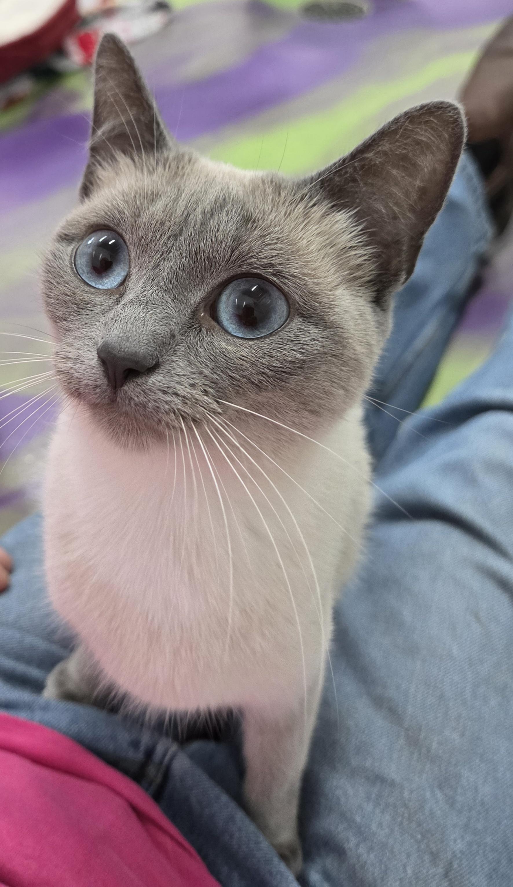 Enlarge Hestia, a Adopted Siamese in Anna, IL image 5/5