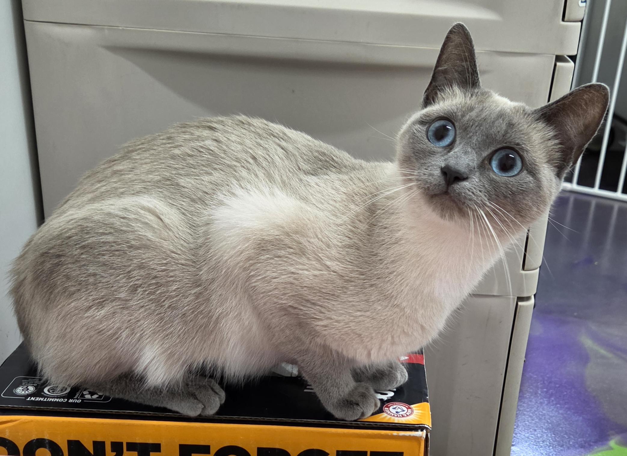 Enlarge Hestia, a Adopted Siamese in Anna, IL image 1/5