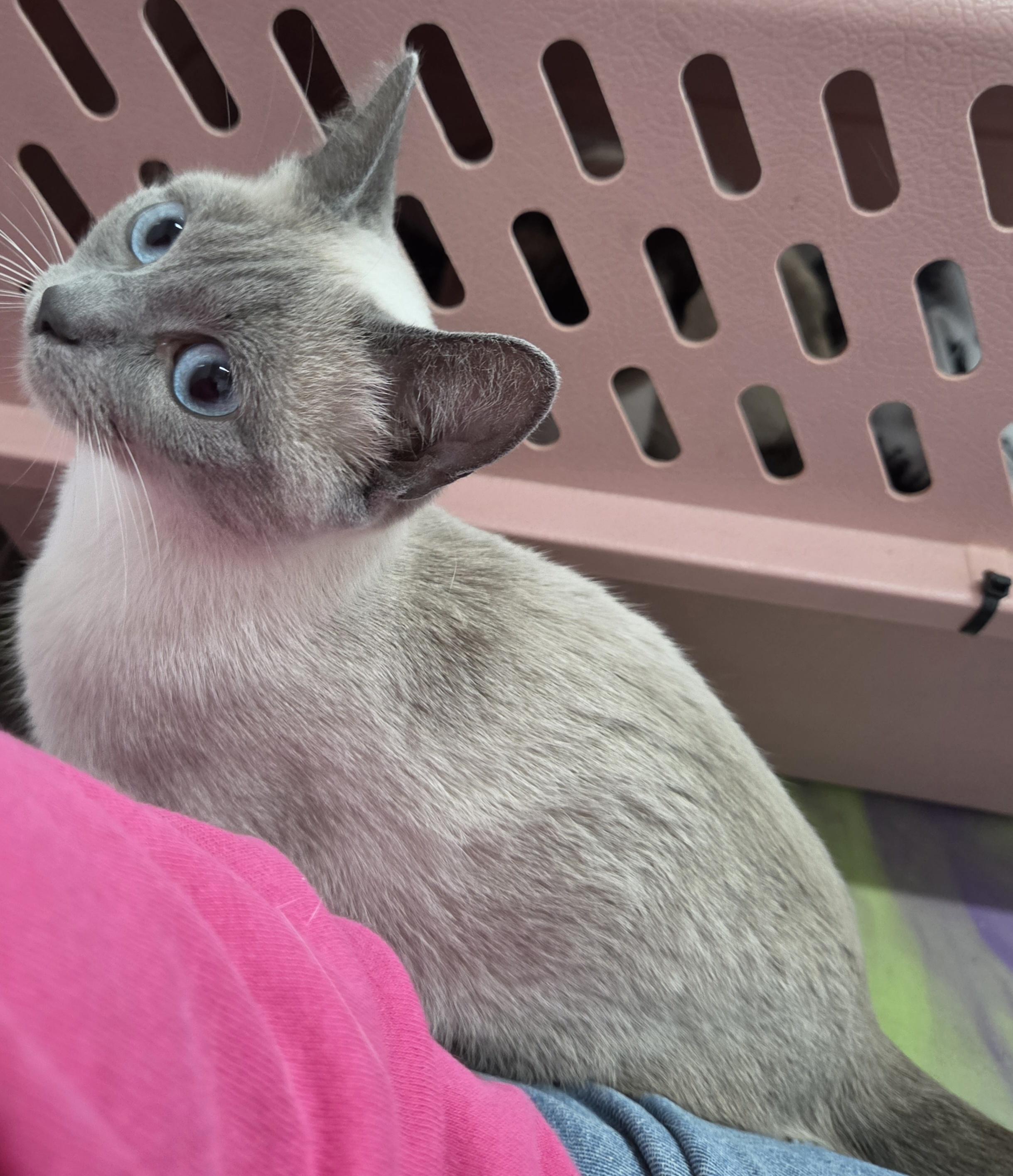 Enlarge Hestia, a Adopted Siamese in Anna, IL image 4/5
