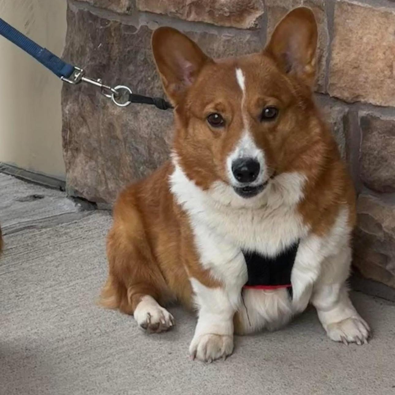 2142 Shiitake, adopted, Adult Female Pembroke Welsh Corgi.