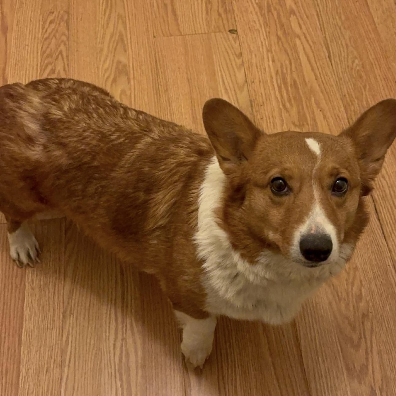 2142 Shiitake, an adopted Pembroke Welsh Corgi in Springfield, MO image 2/2