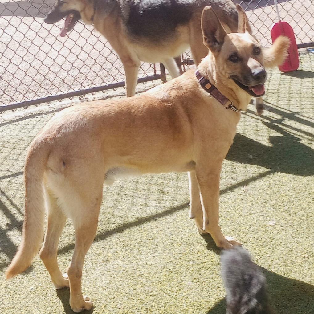 Ranger, a Adoptable Belgian Shepherd / Malinois in Peachtree City, GA image 1/2