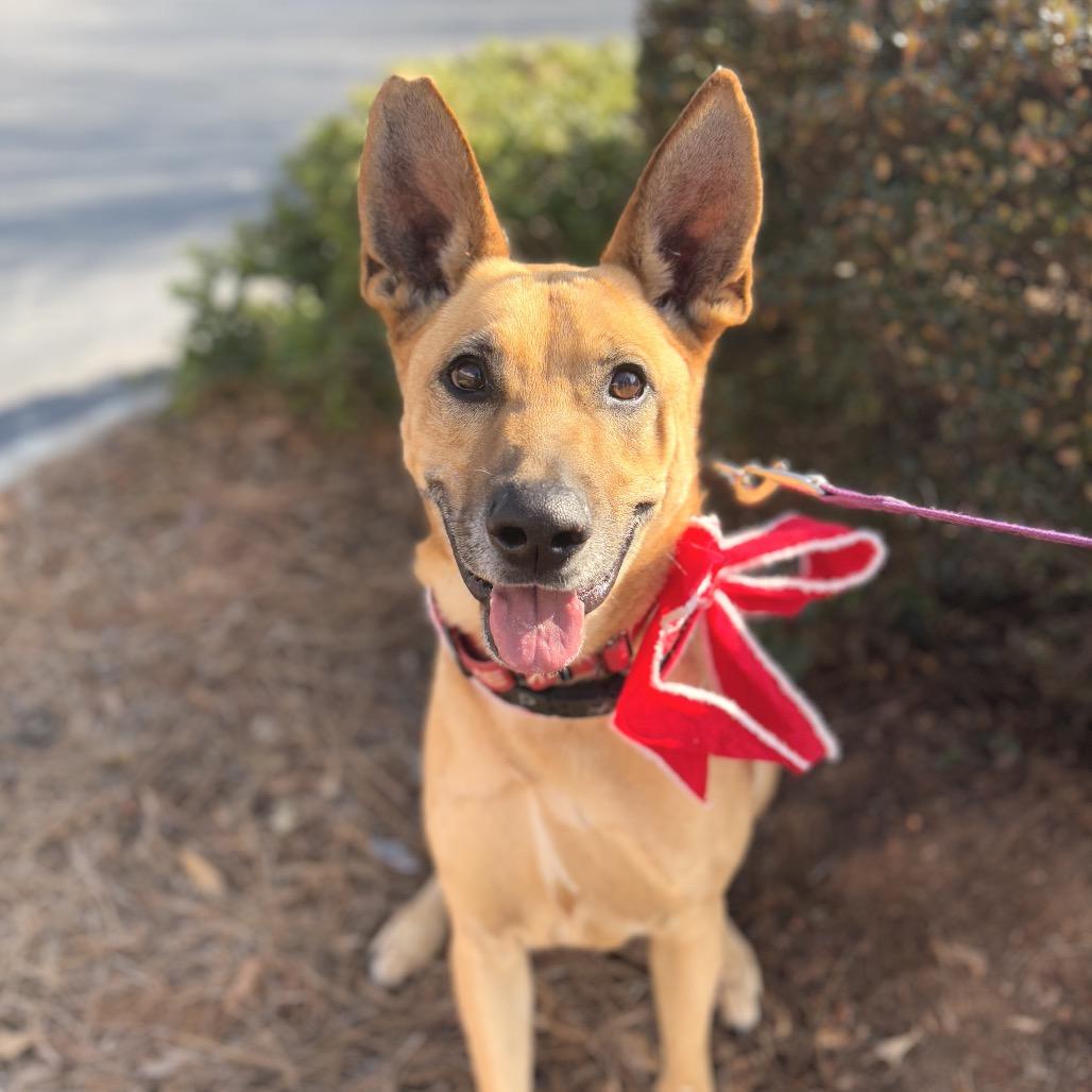 Ranger, a Adoptable Belgian Shepherd / Malinois in Peachtree City, GA image 2/2