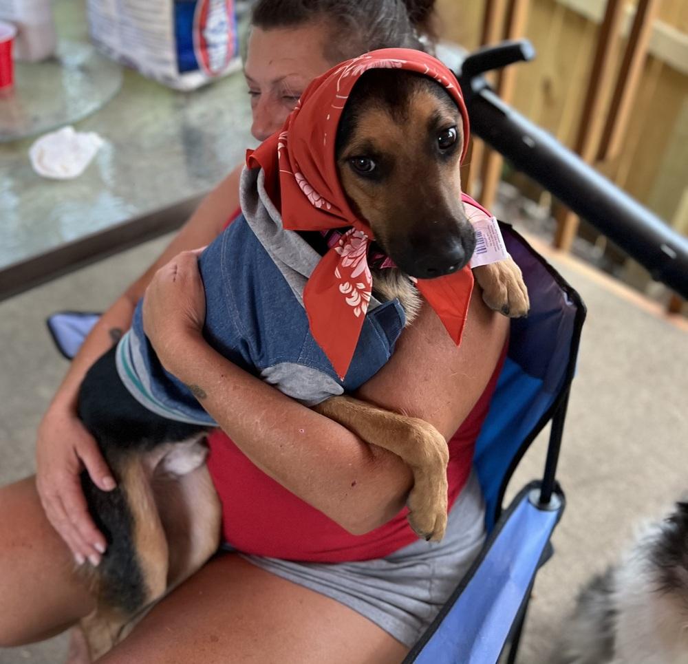 Enlarge Max, a Adoptable mixed breed in Plymouth, MI image 1/6