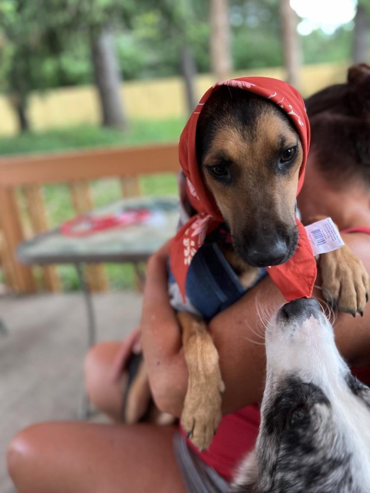 Enlarge Max, a Adoptable mixed breed in Plymouth, MI image 2/6