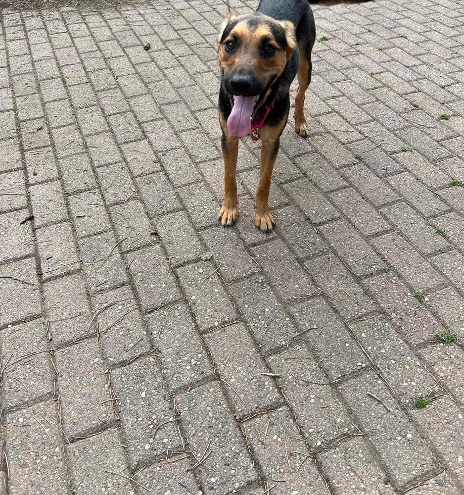 Enlarge Max, a Adoptable mixed breed in Plymouth, MI image 3/6