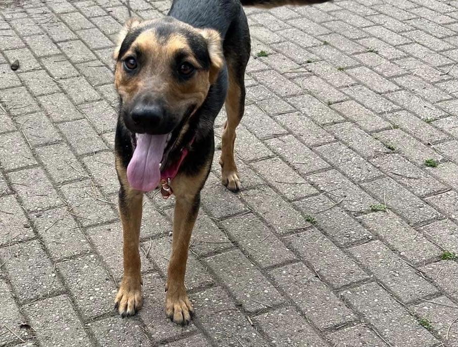 Enlarge Max, a Adoptable mixed breed in Plymouth, MI image 4/6