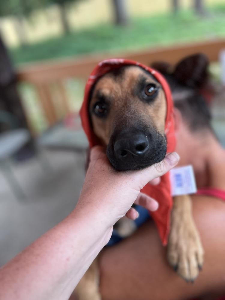 Enlarge Max, a Adoptable mixed breed in Plymouth, MI image 5/6