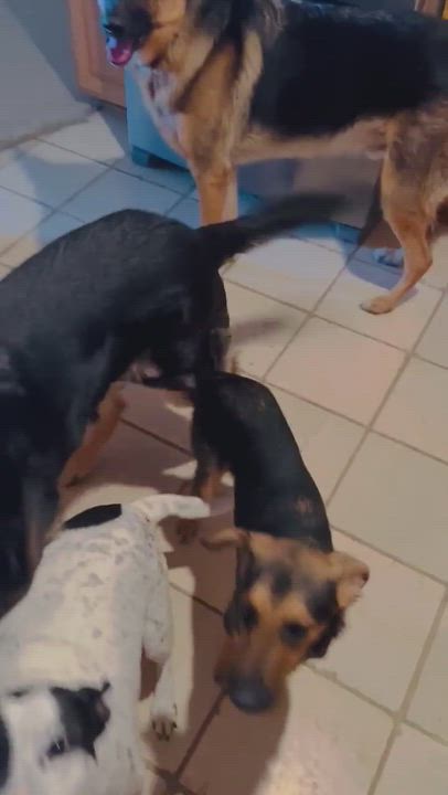 Enlarge Max, a Adoptable mixed breed in Plymouth, MI video 6/6