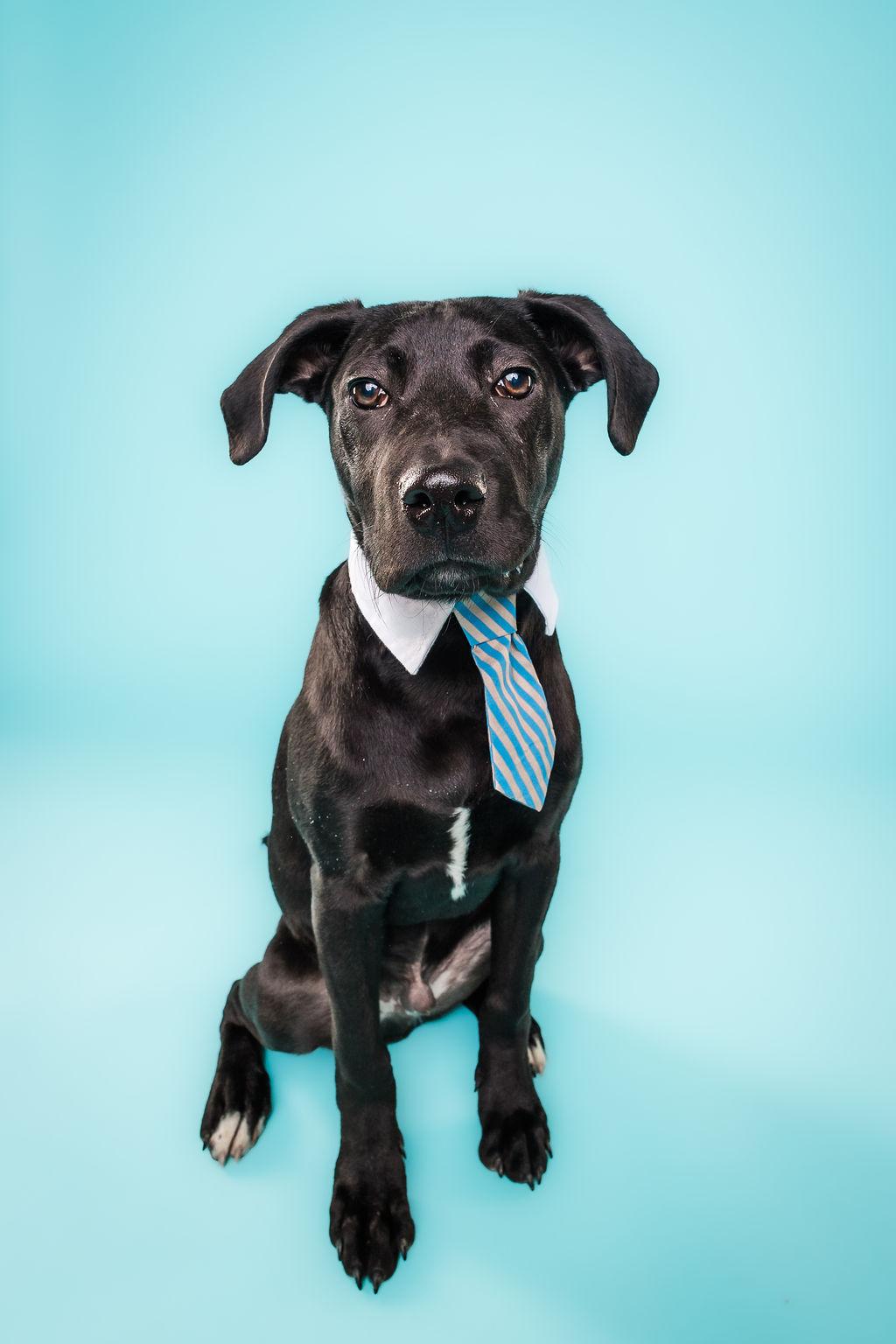 Jingle, adoptable, Young Male Black Labrador Retriever.