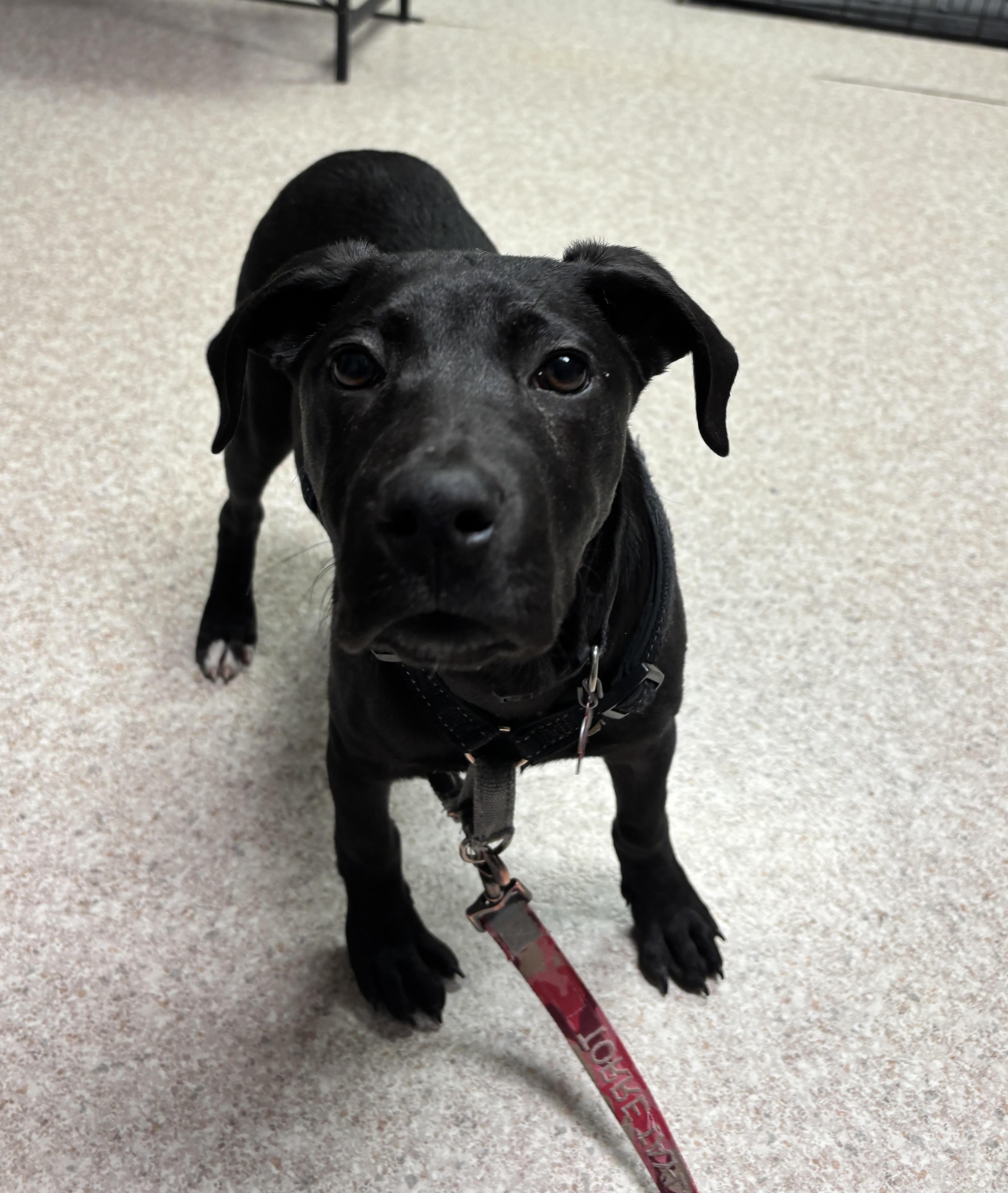 Enlarge Jingle, a ADOPTABLE mixed breed in Columbia, MO image 1/1
