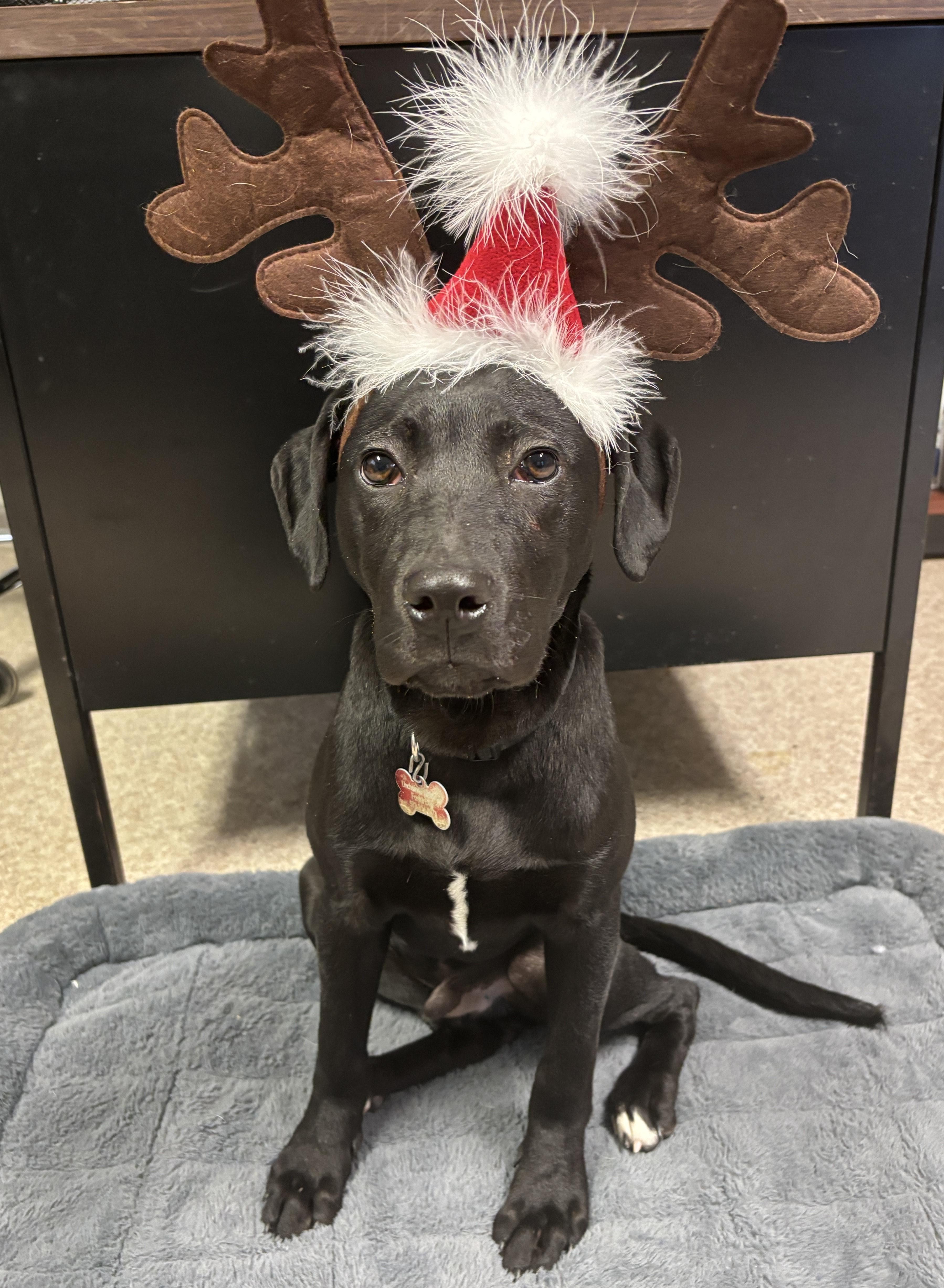 Jingle, ADOPTABLE, Young Male Black Labrador Retriever.