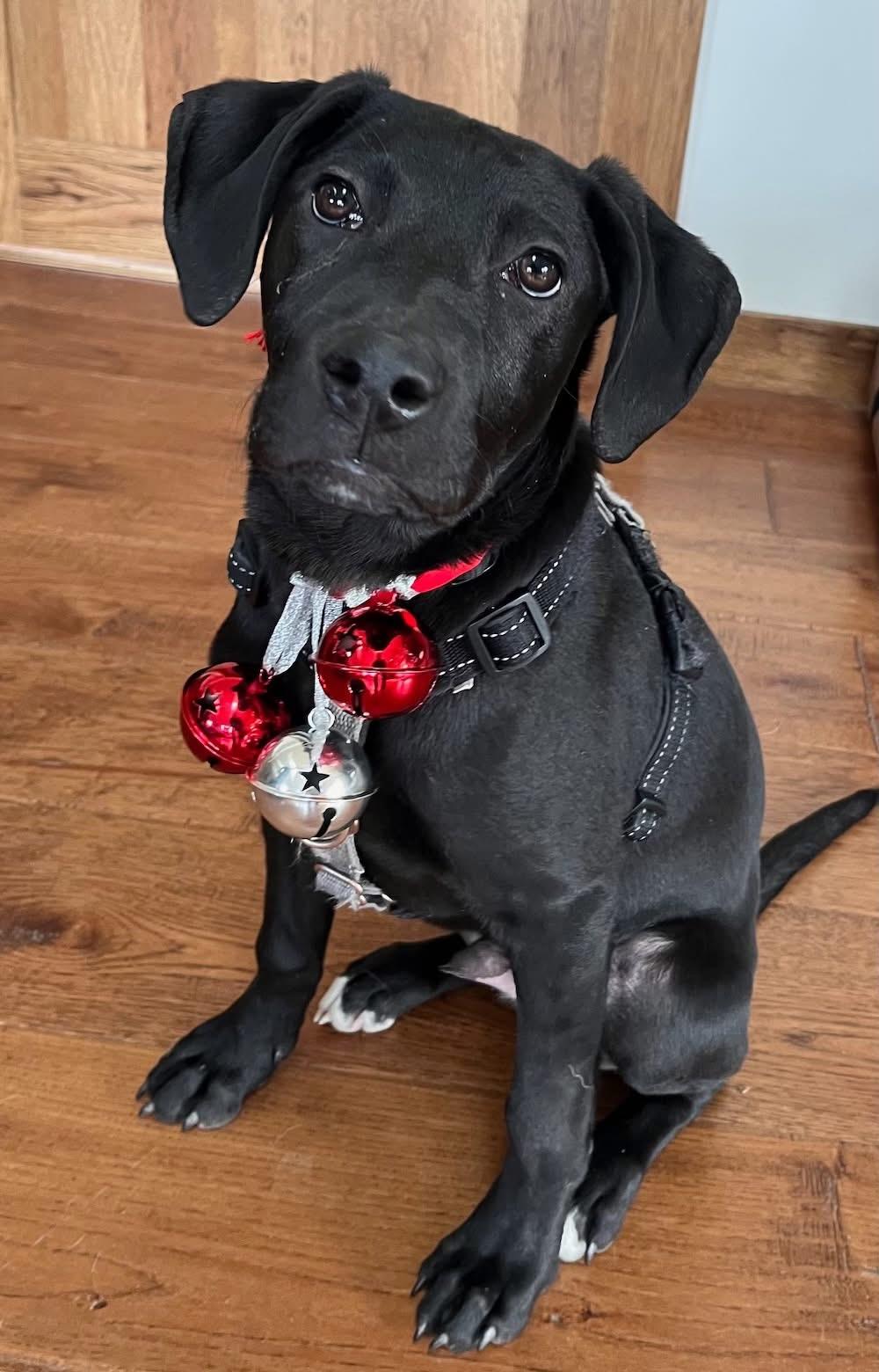 Enlarge Jingle, a ADOPTABLE mixed breed in Columbia, MO image 5/5