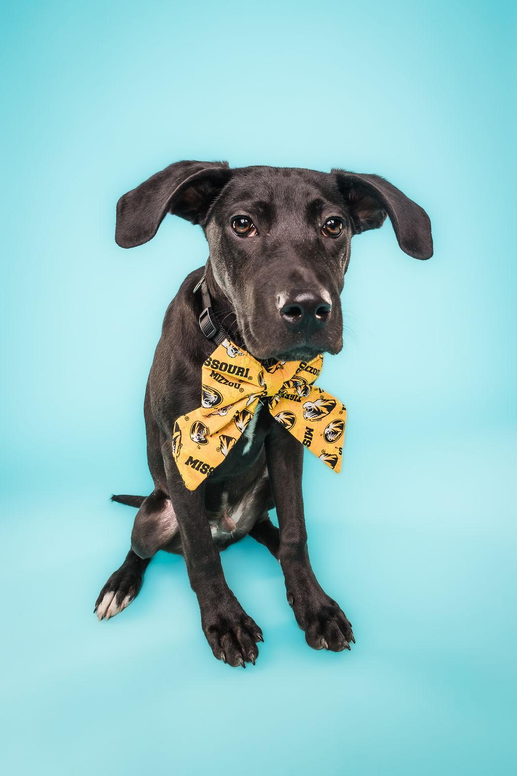 Enlarge Jingle, an adoptable mixed breed in Columbia, MO image 3/6