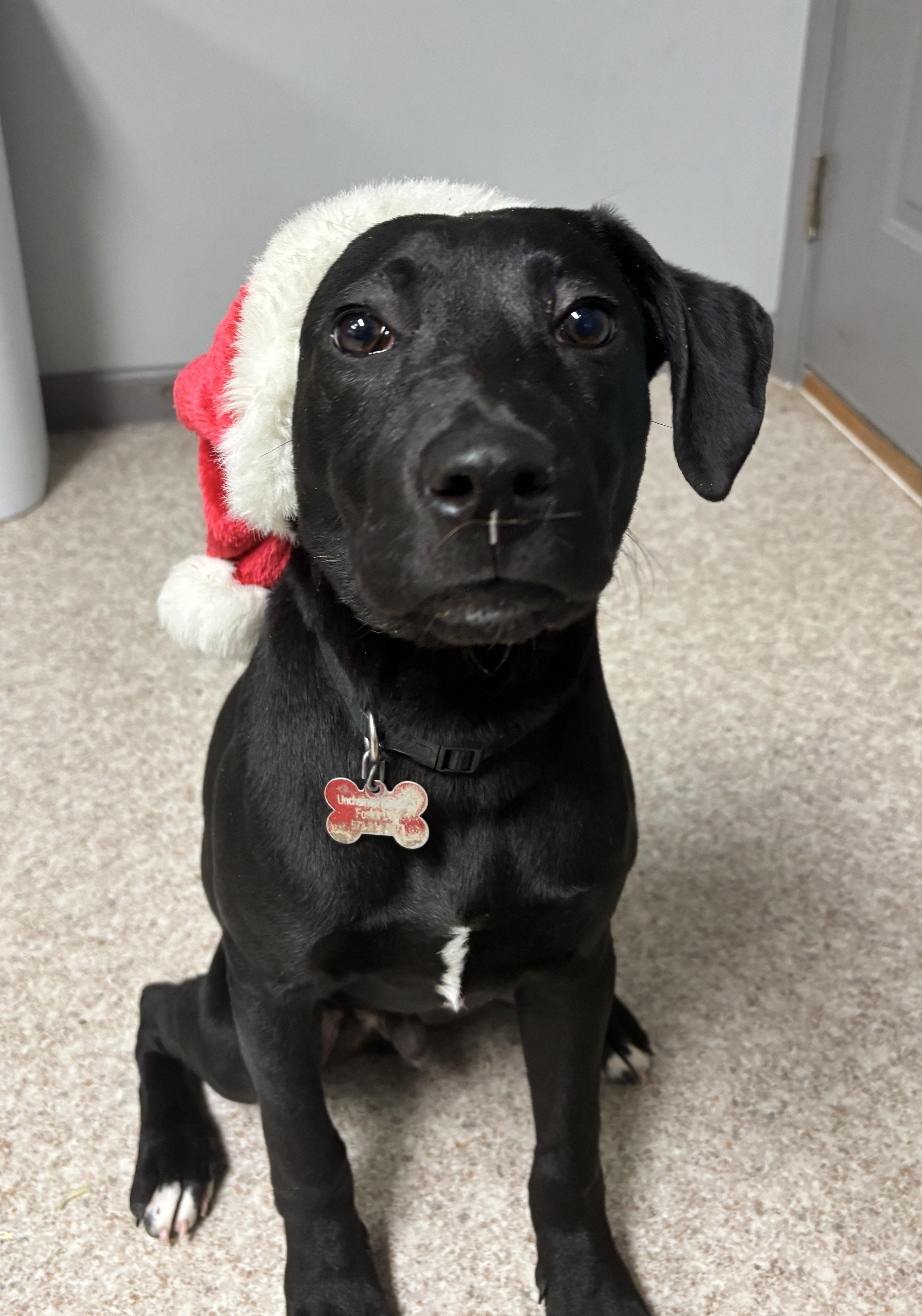 Enlarge Jingle, a ADOPTABLE mixed breed in Columbia, MO image 2/3