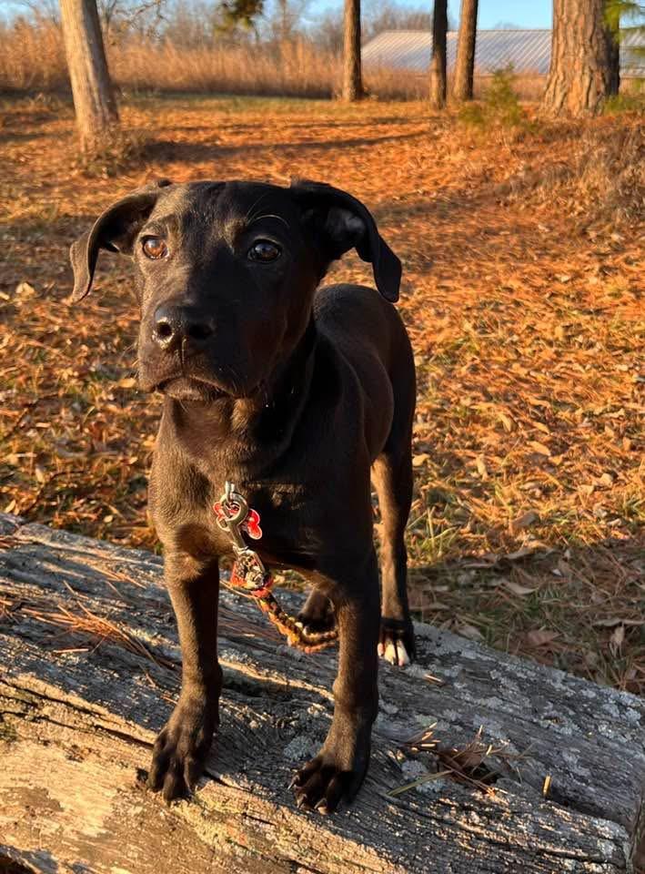 Enlarge Jingle, a ADOPTABLE mixed breed in Columbia, MO image 2/5