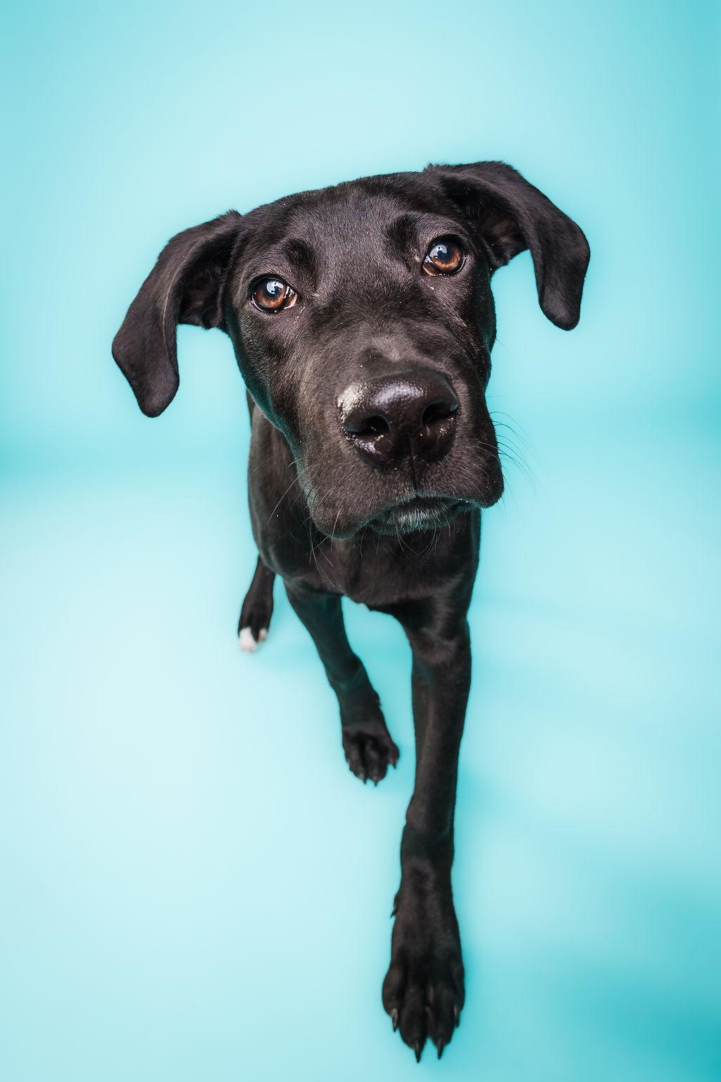 Enlarge Jingle, an adoptable mixed breed in Columbia, MO image 2/6
