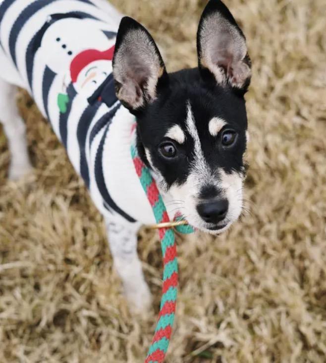 Peanut, adopted, Puppy Male Chihuahua & Australian Cattle Dog / Blue Heeler.