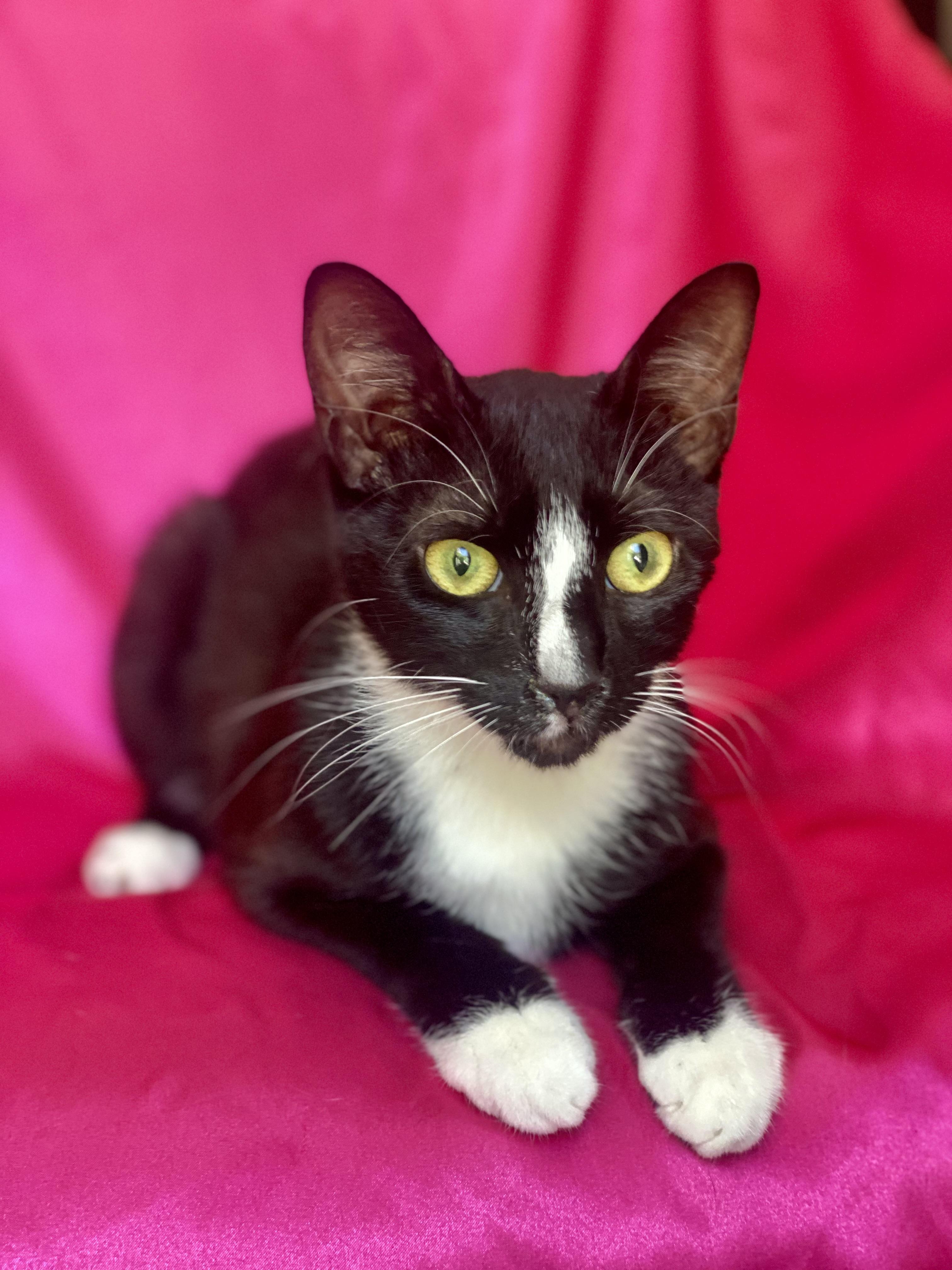 Enlarge MISSY, a Adoptable Domestic Short Hair in Rowland Heights, CA image 2/2