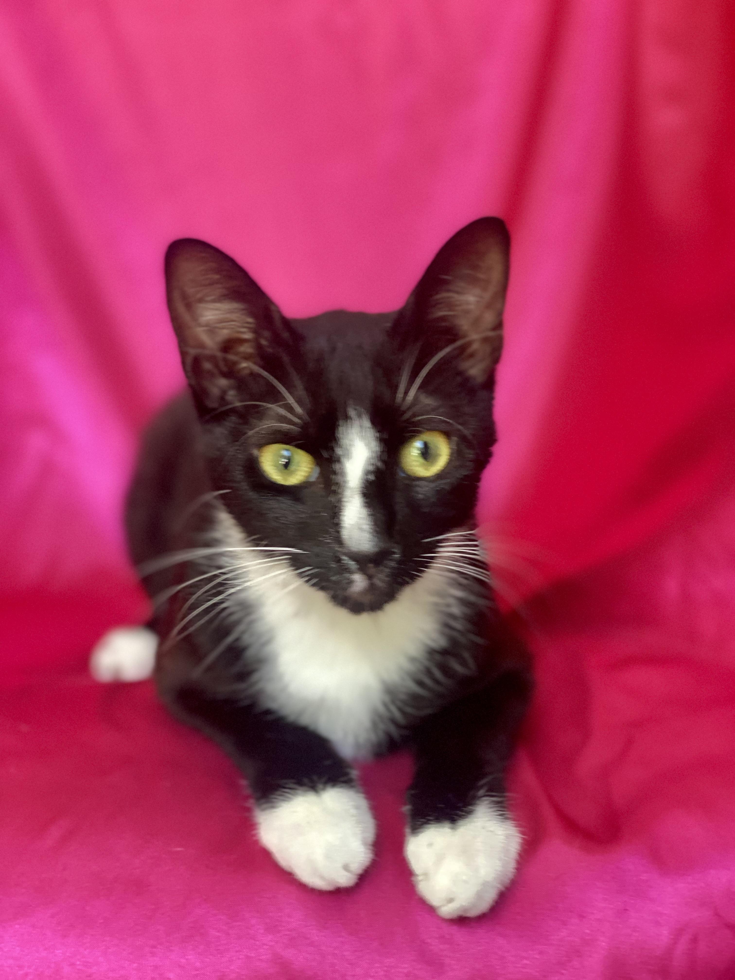 MISSY, Adoptable, Adult Female Domestic Short Hair.