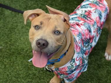 Bam Bam, ADOPTABLE, Puppy Male Pit Bull Terrier & Staffordshire Bull Terrier.