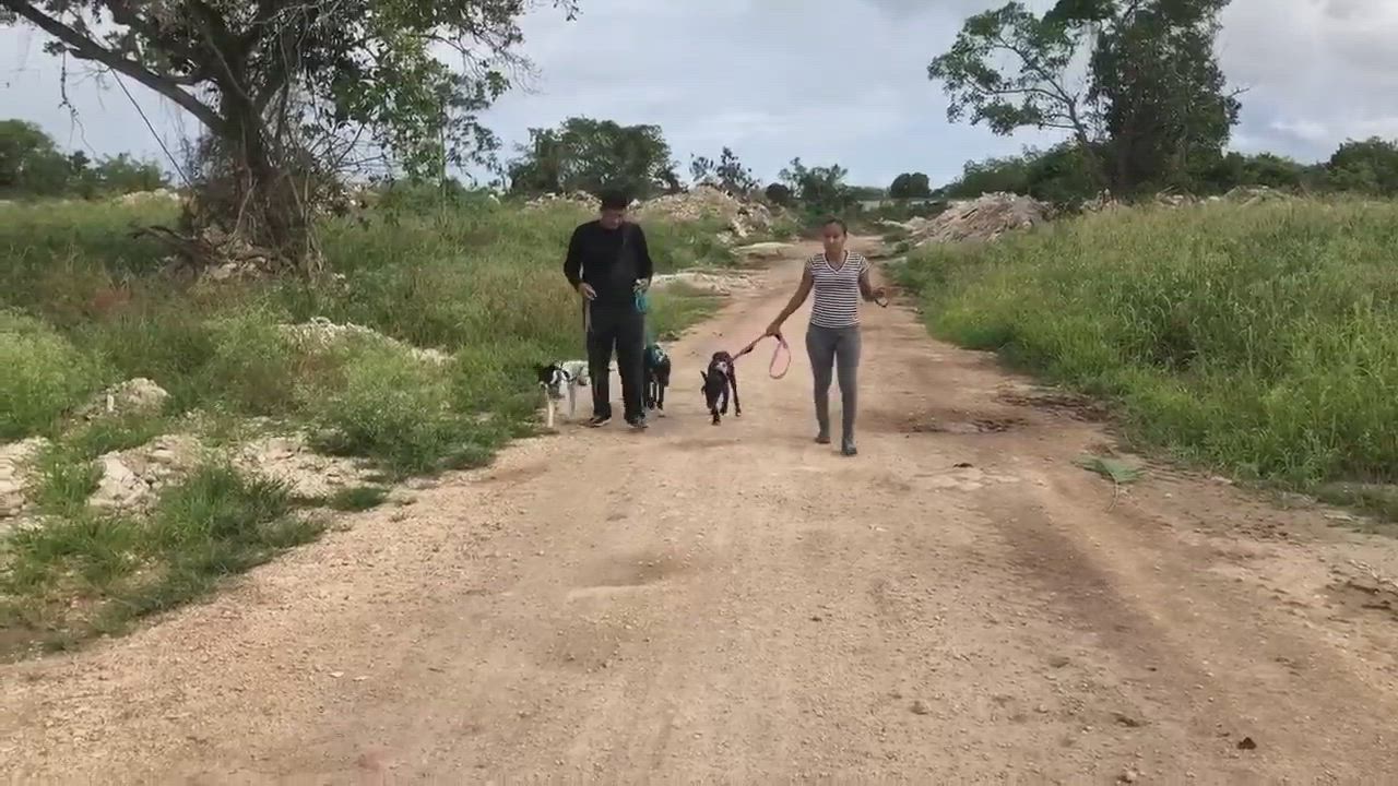 Enlarge Alpha, a Adopted mixed breed in Scarborough, ON video 1/6