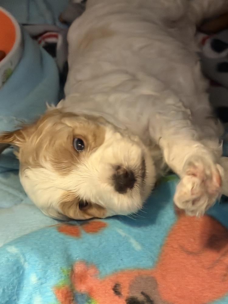 Fettuccine thumbnail 3