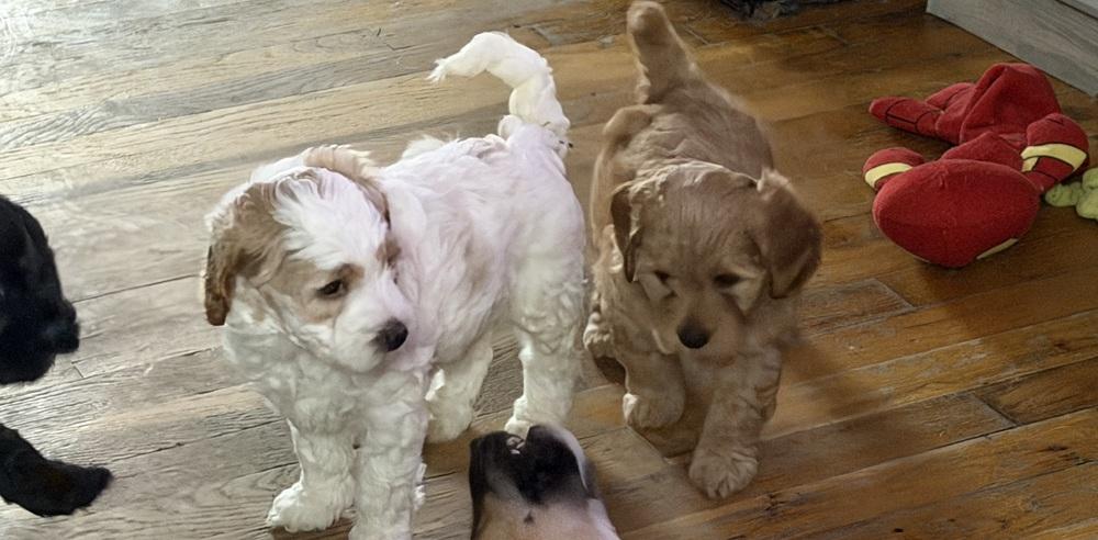 Fettuccine thumbnail 4