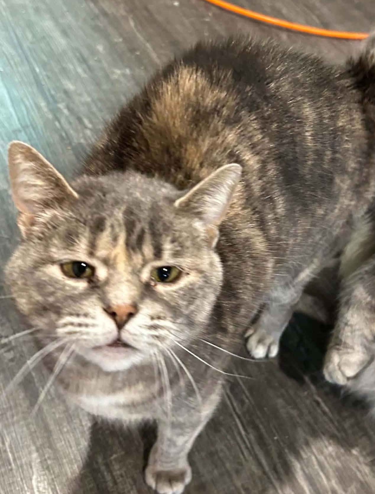 CIERRA, a Adoptable Domestic Short Hair in Delhi, ON image 2/5
