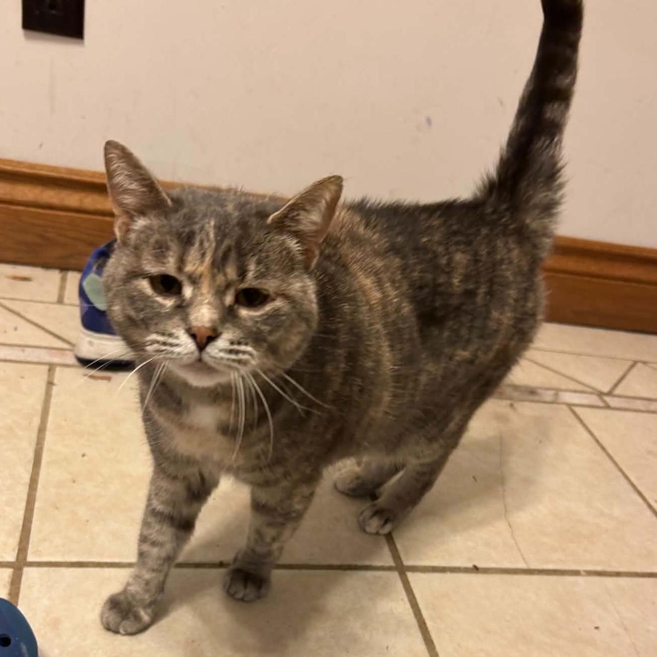CIERRA, a Adoptable Domestic Short Hair in Delhi, ON image 1/5