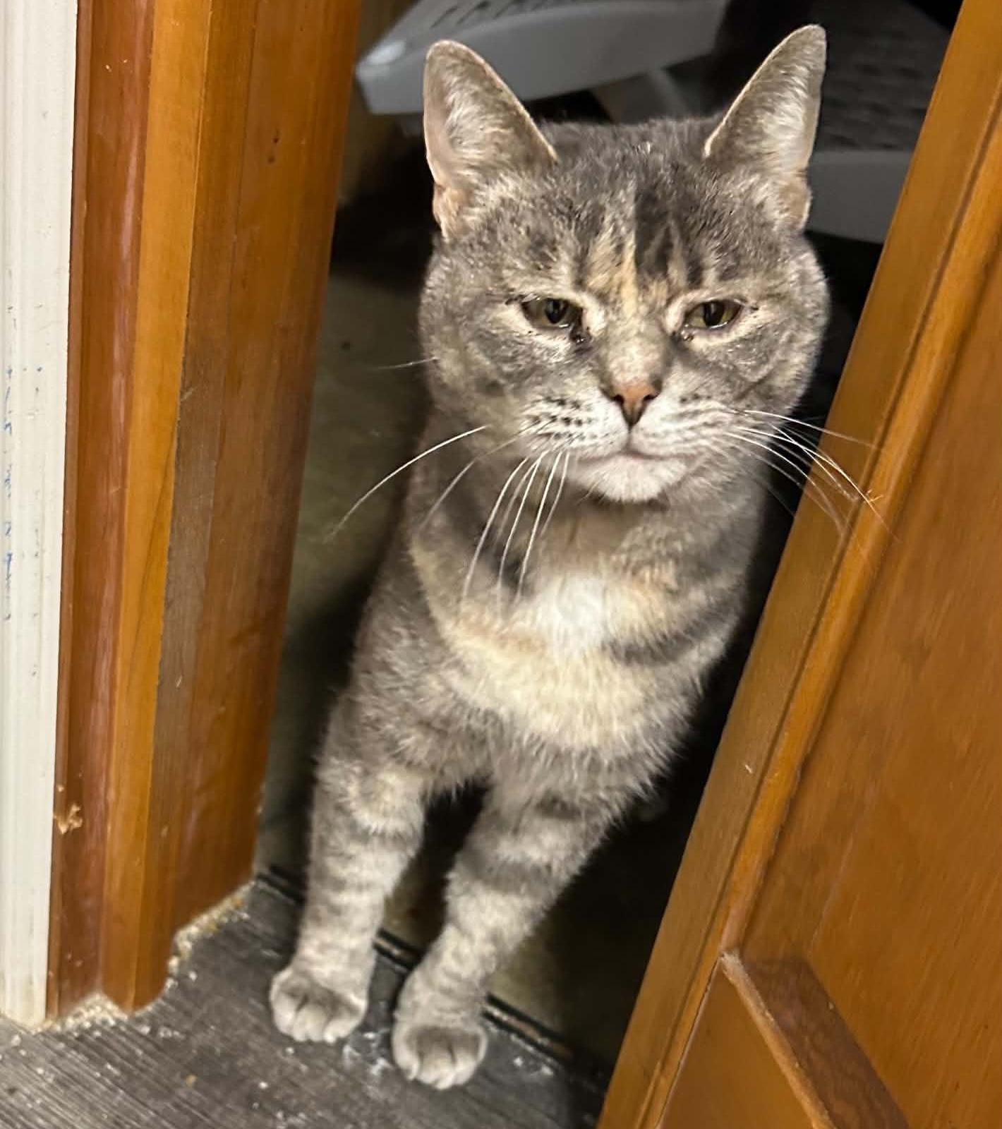 CIERRA, a Adoptable Domestic Short Hair in Delhi, ON image 3/5