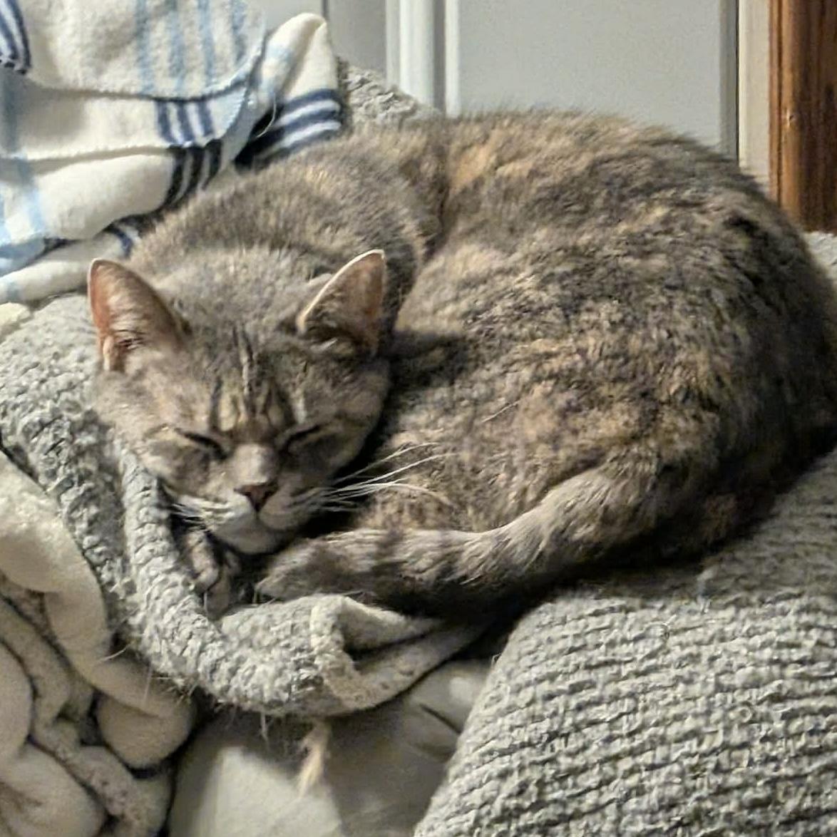 CIERRA, a Adoptable Domestic Short Hair in Delhi, ON image 4/5