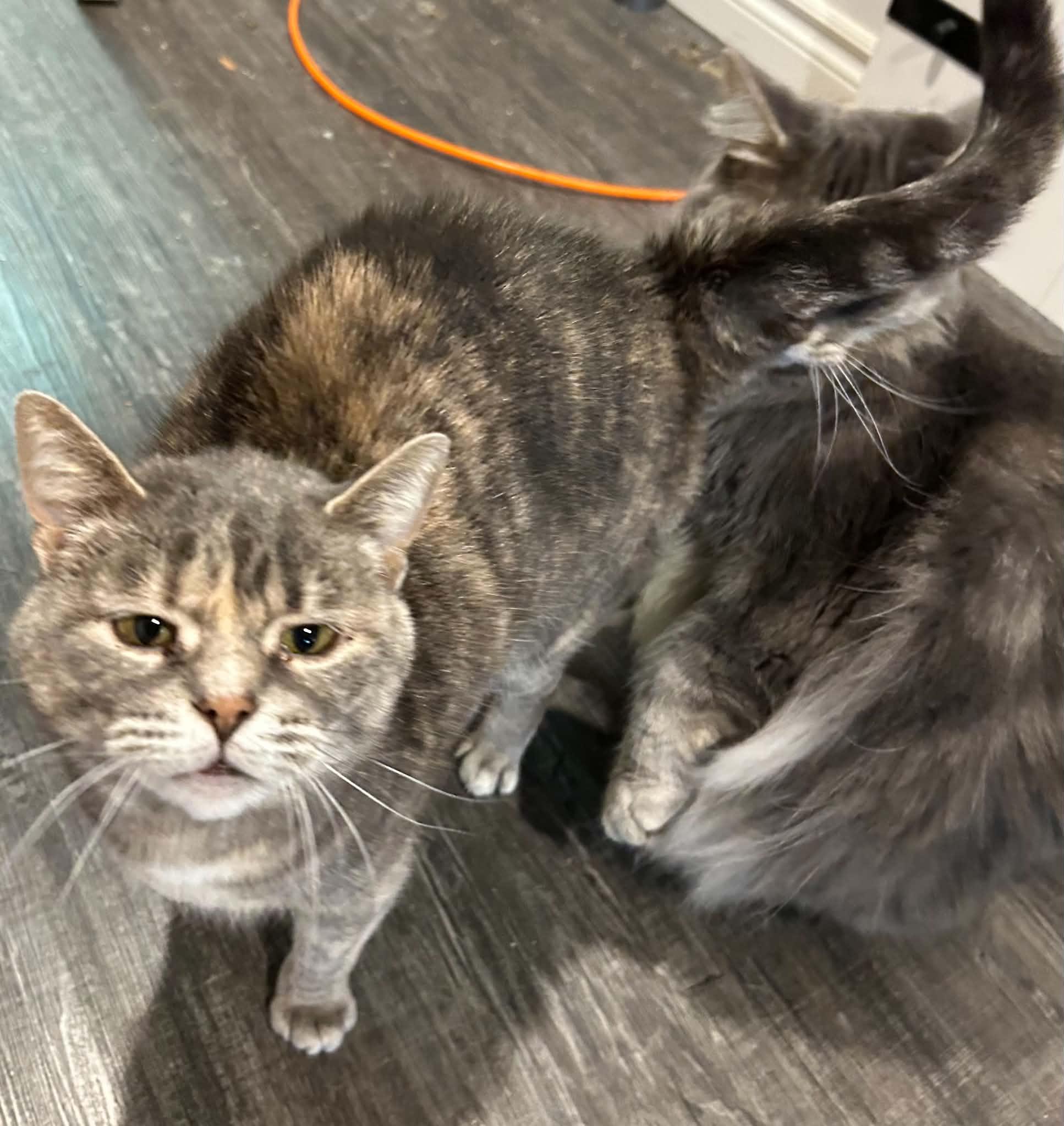CIERRA, a Adoptable Domestic Short Hair in Delhi, ON image 5/5