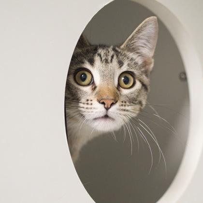 Enlarge Leonard, a Adoptable Domestic Short Hair in Verona, WI image 1/3