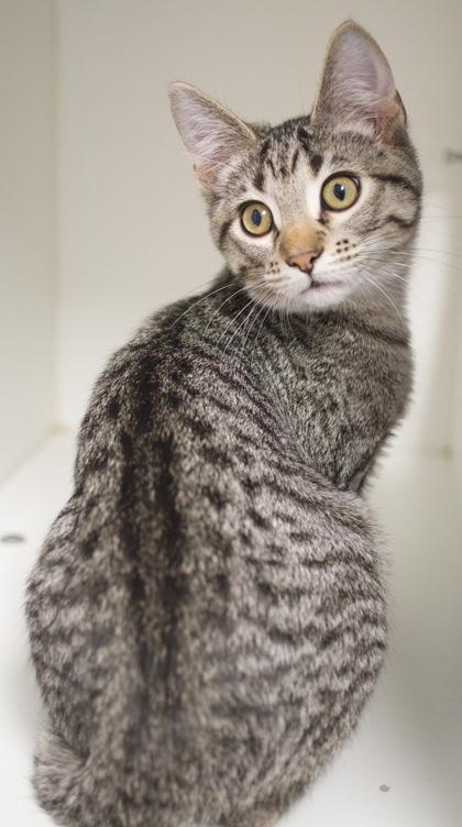 Enlarge Leonard, a Adoptable Domestic Short Hair in Verona, WI image 2/3