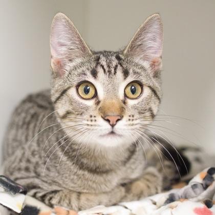 Enlarge Leonard, a Adoptable Domestic Short Hair in Verona, WI image 3/3