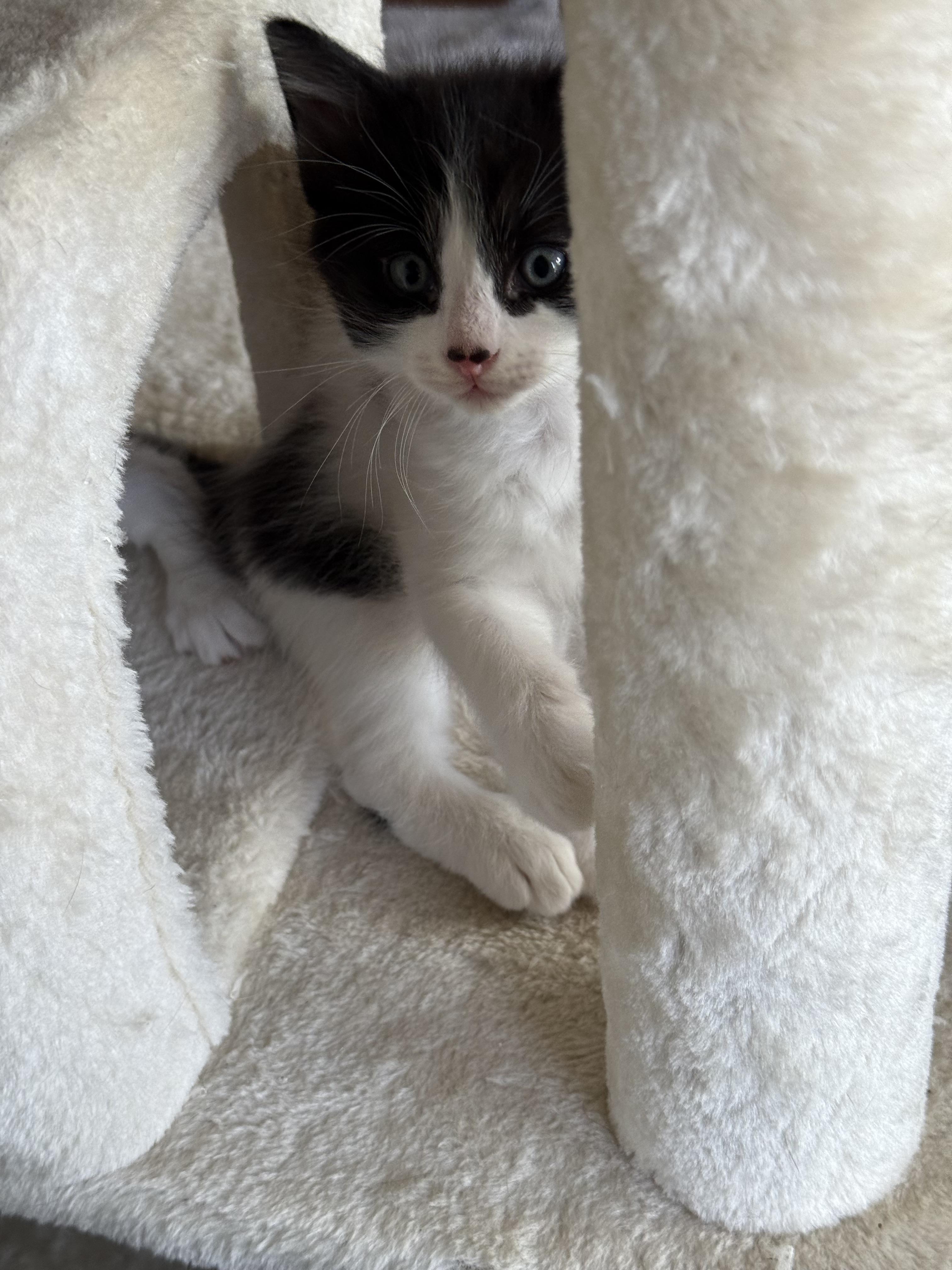 Enlarge Oreo, a Adoptable Tuxedo in Tampa, FL image 4/6