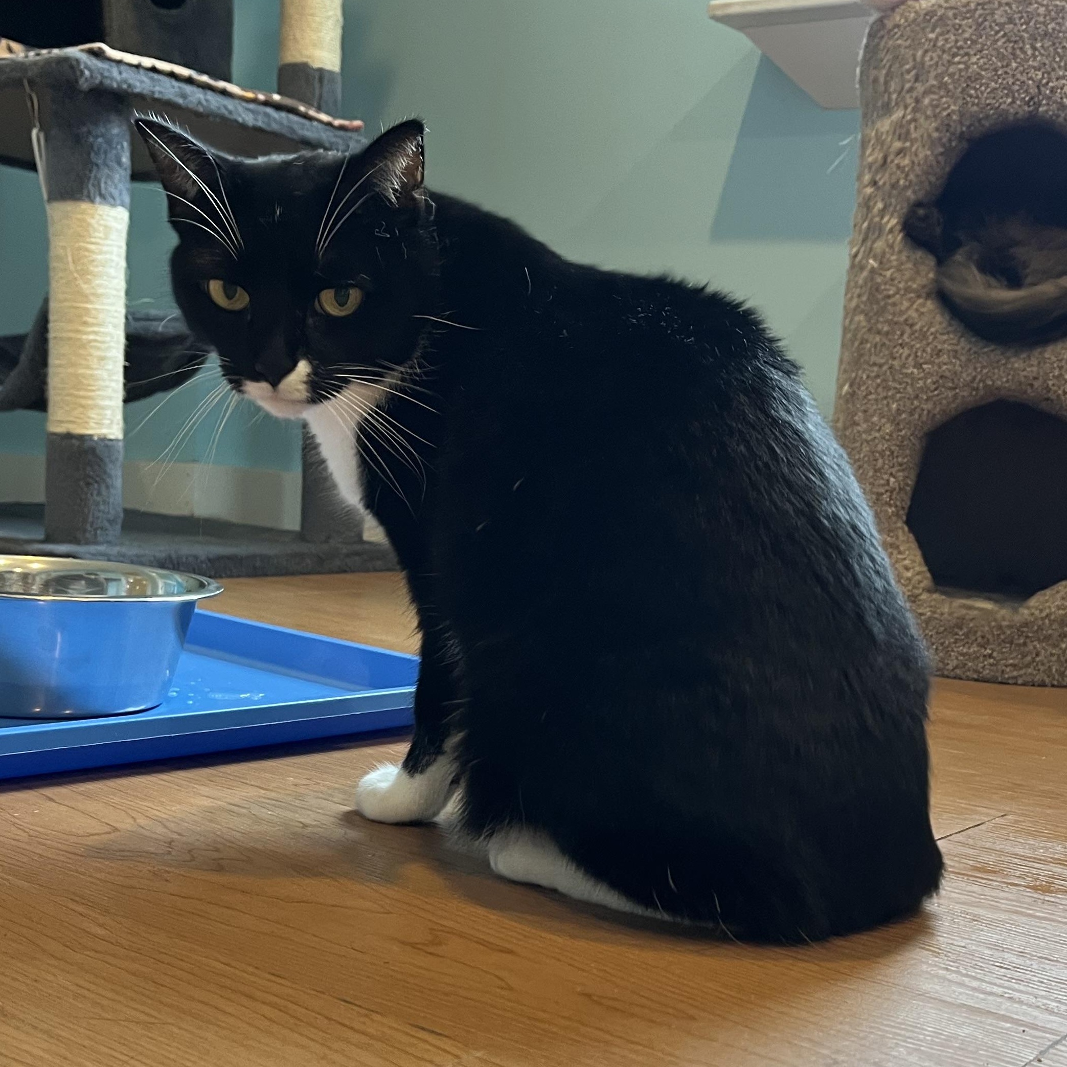 Enlarge Arwen, a Adopted Domestic Short Hair in Wells, ME image 3/4