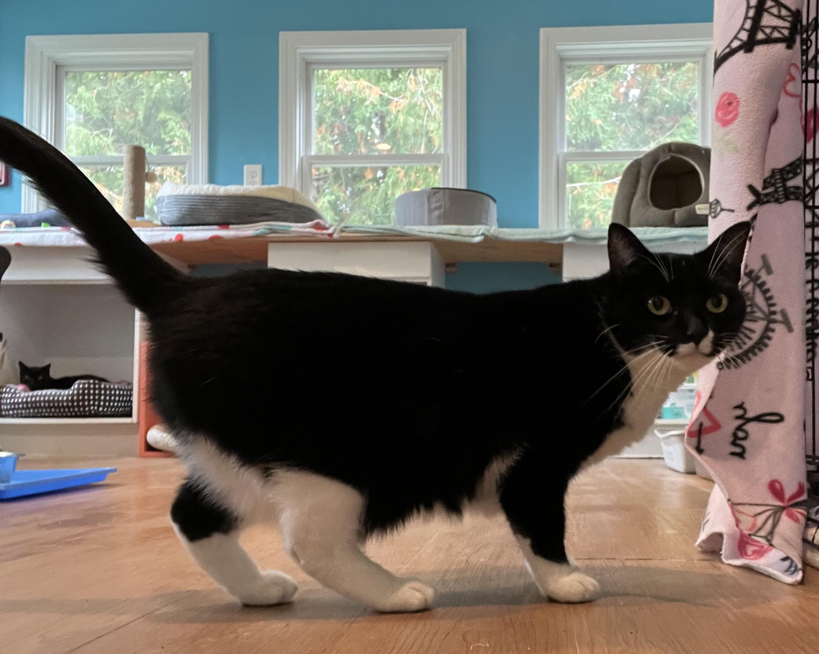 Arwen, Adopted, Adult Female Domestic Short Hair.