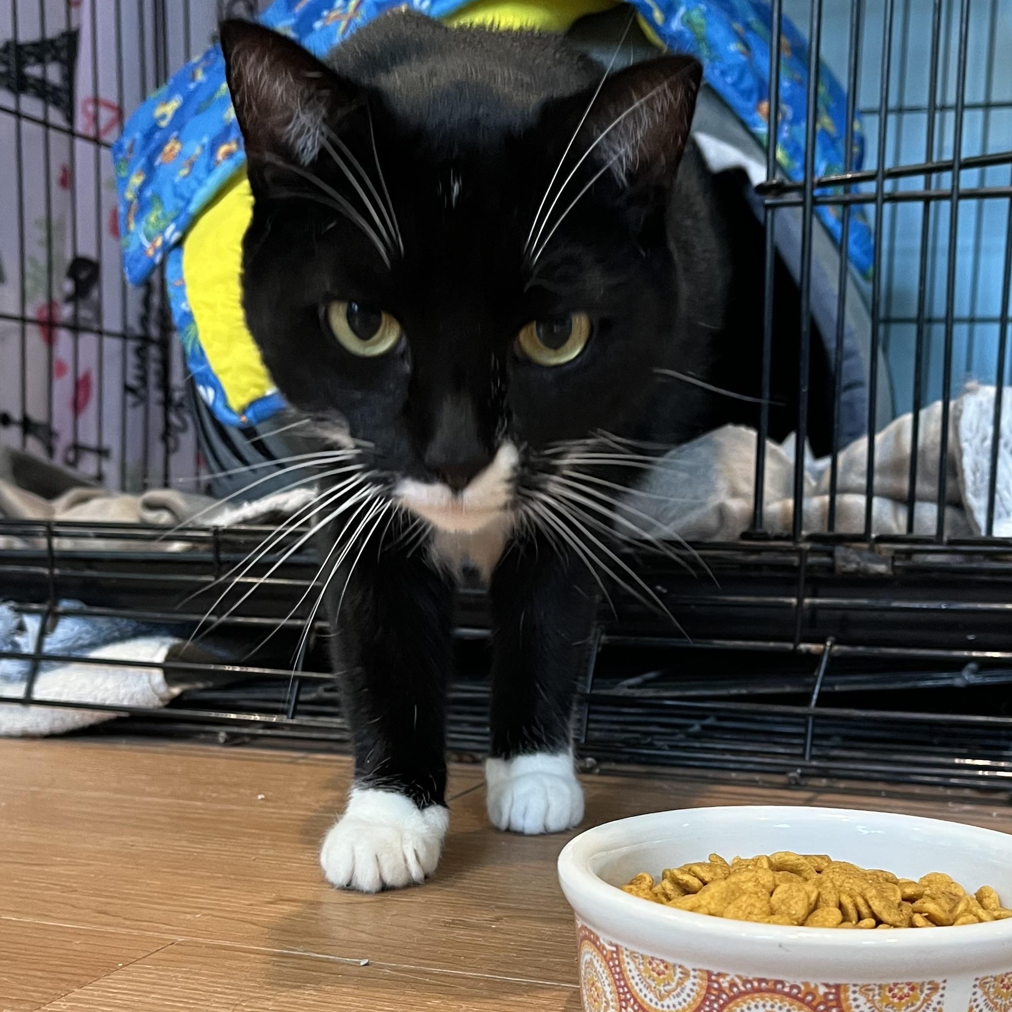 Enlarge Arwen, a Adopted Domestic Short Hair in Wells, ME image 4/4