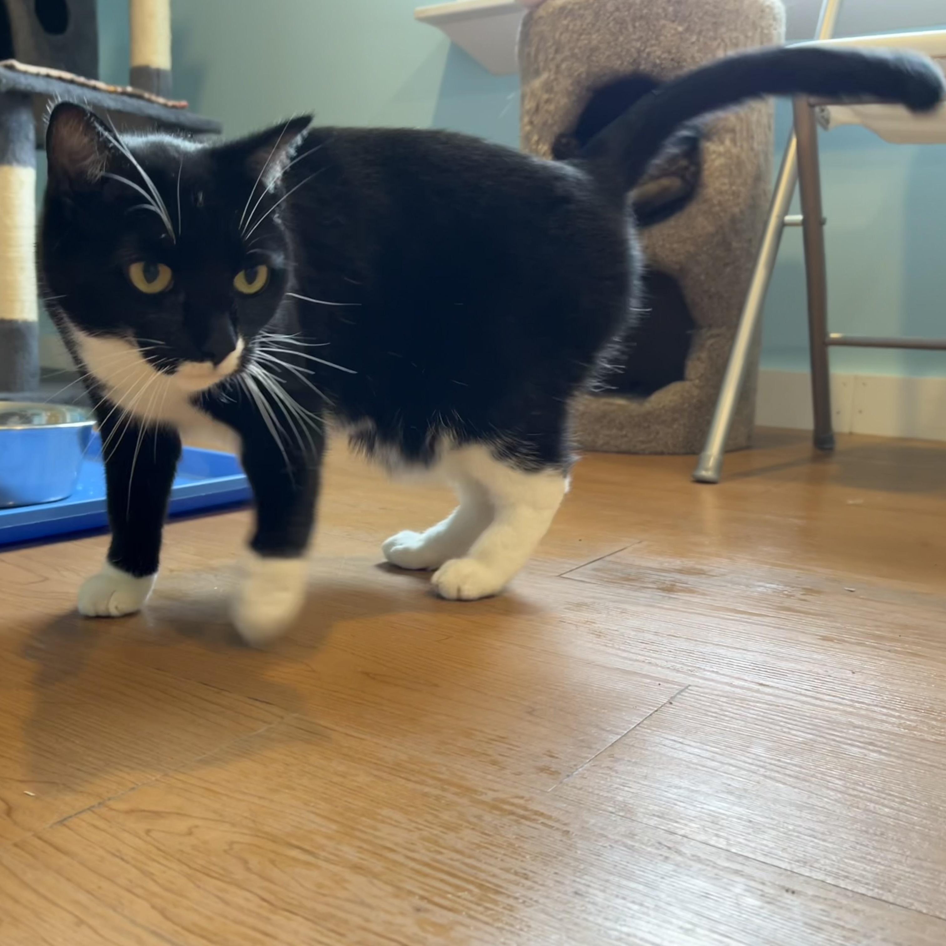 Enlarge Arwen, a Adopted Domestic Short Hair in Wells, ME image 2/4