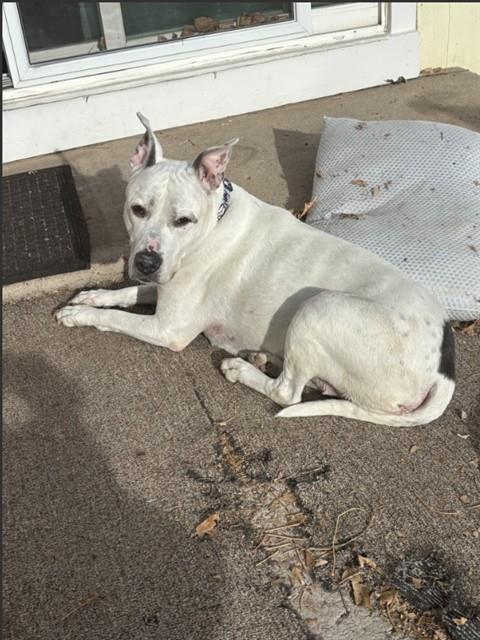 HENNESSEY, Adoptable, Senior Female Pit Bull Terrier.