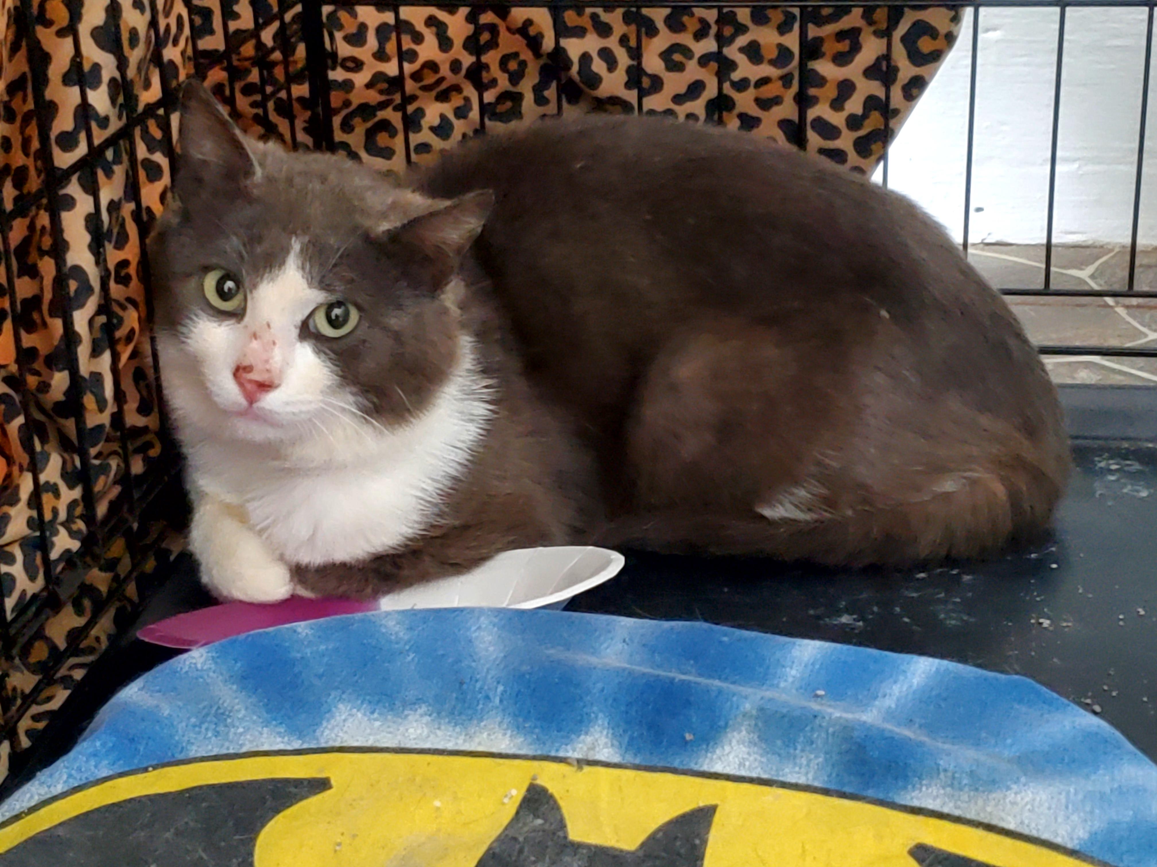Barn Kitty- Female, adopted, Kitten Female Domestic Short Hair.