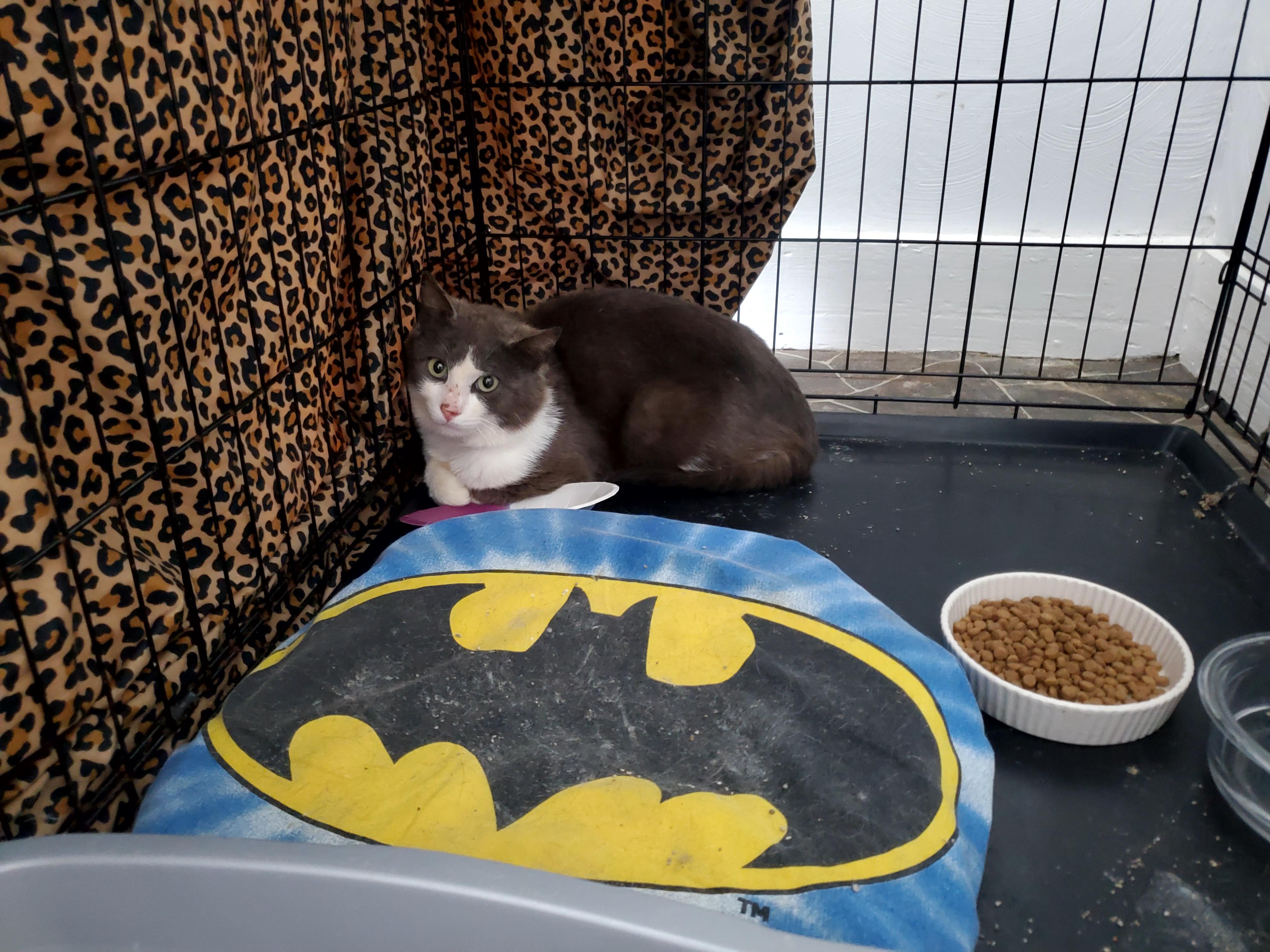Barn Kitty- Female, an adopted Domestic Short Hair in Gladwin, MI image 2/2