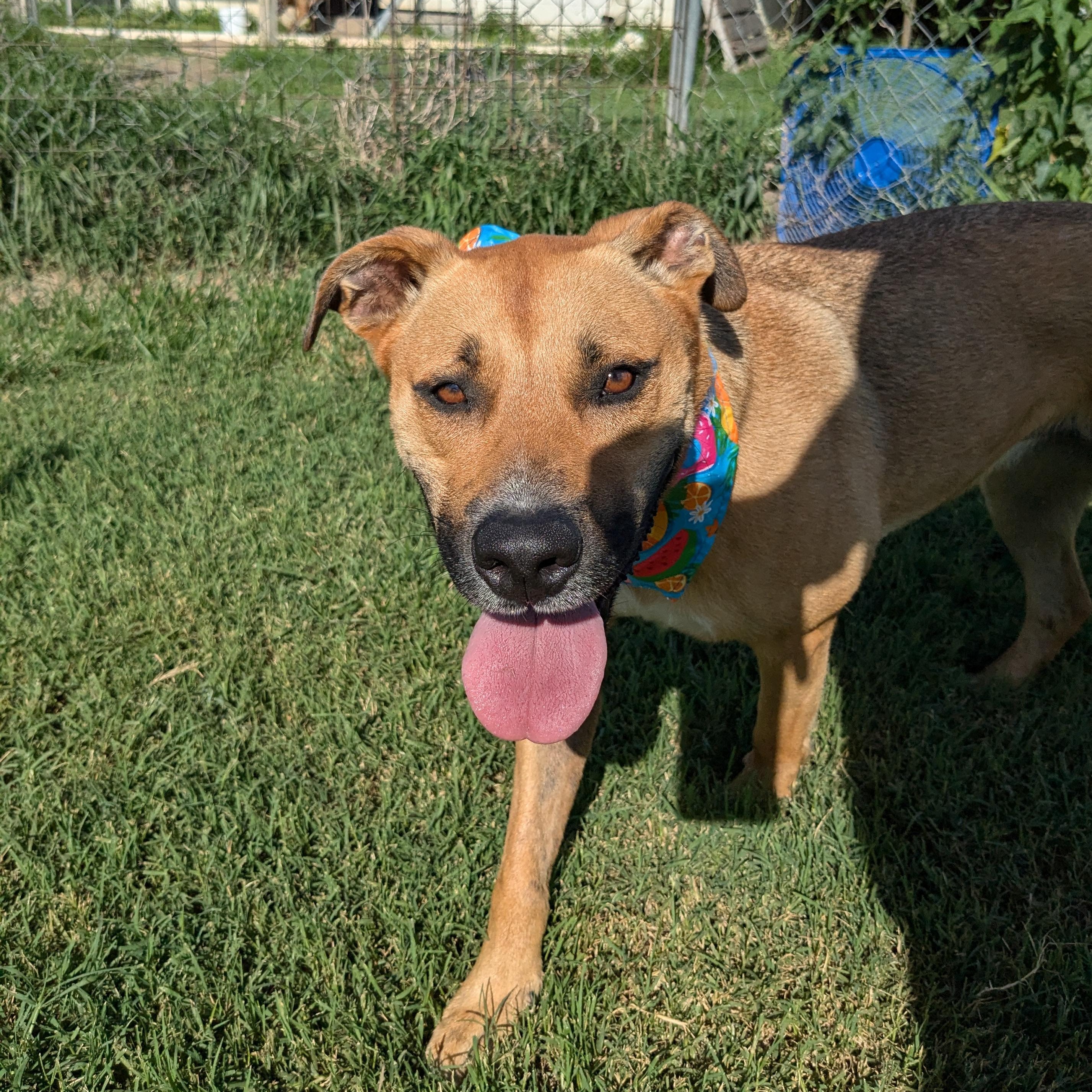 Flopsie, Adult Female unknown