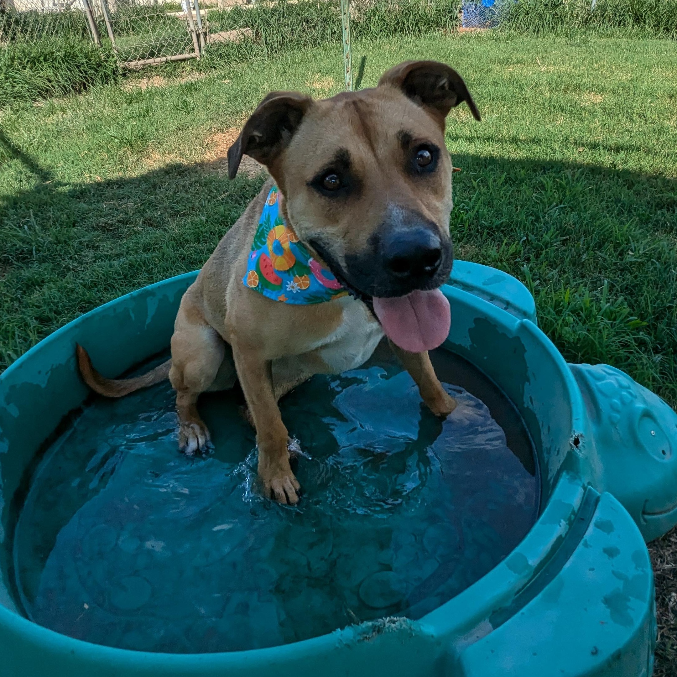 Flopsie, a Adoptable mixed breed in Manchester, NH image 2/6