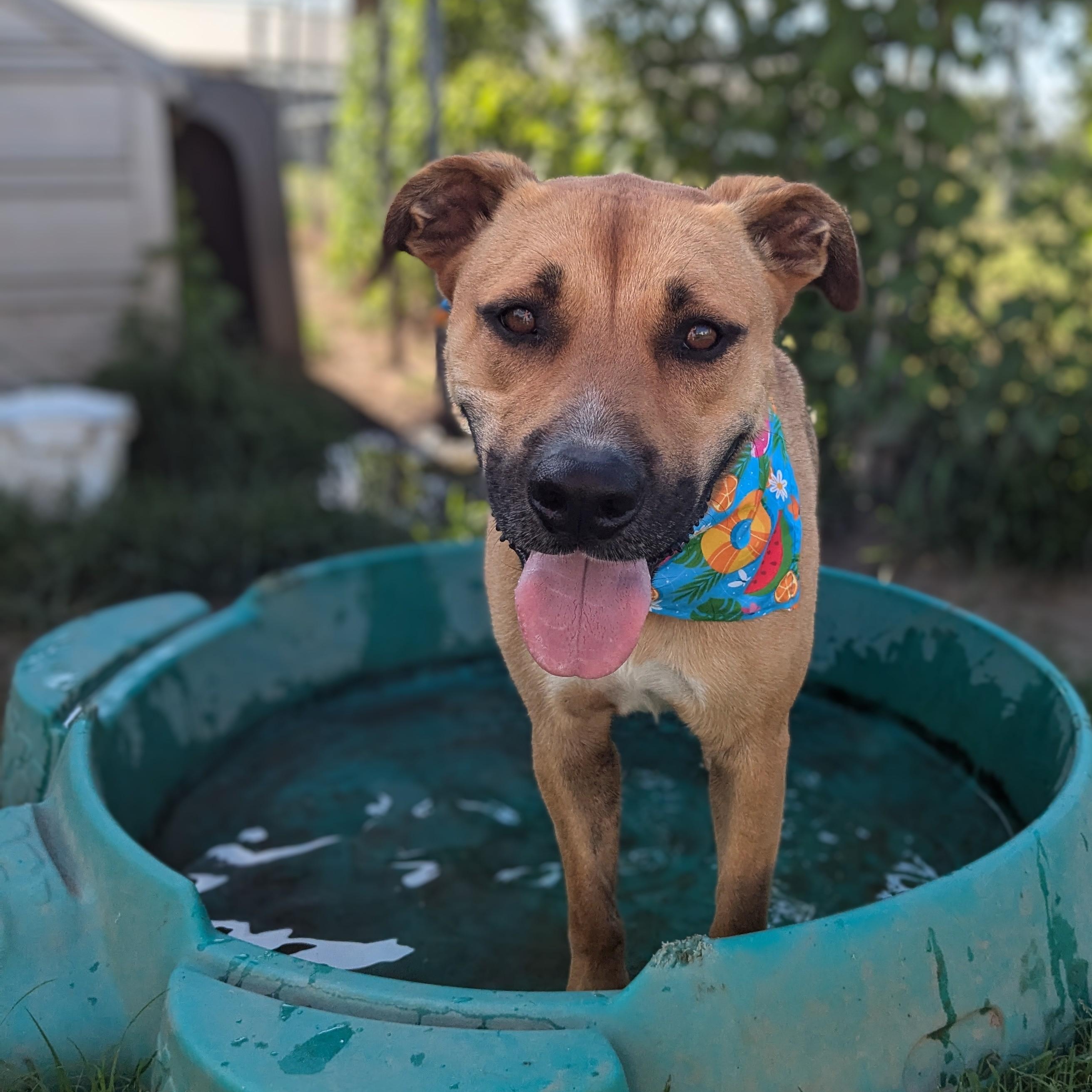 Flopsie, a Adoptable mixed breed in Manchester, NH image 3/6
